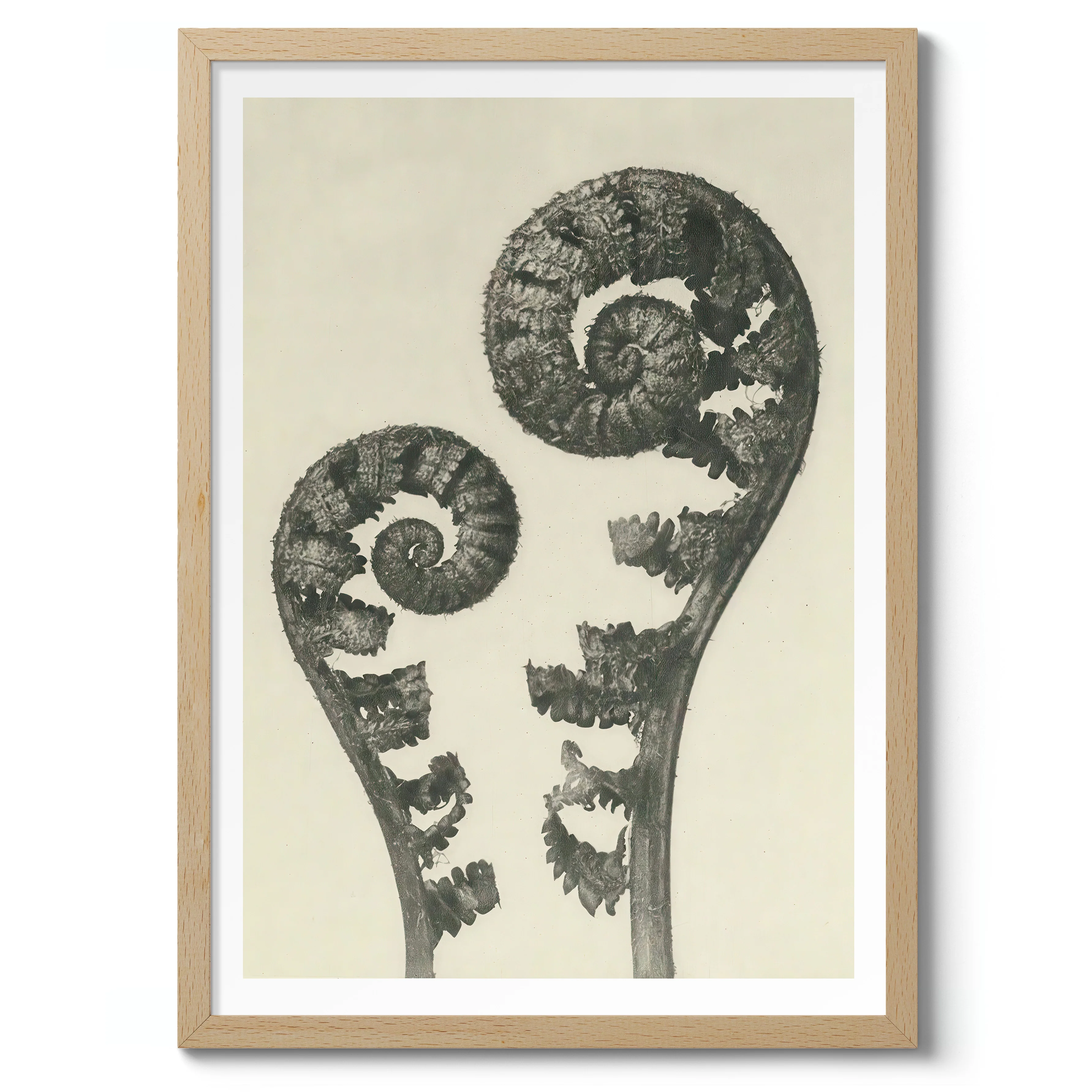 Plantstudie 5 - Image 3