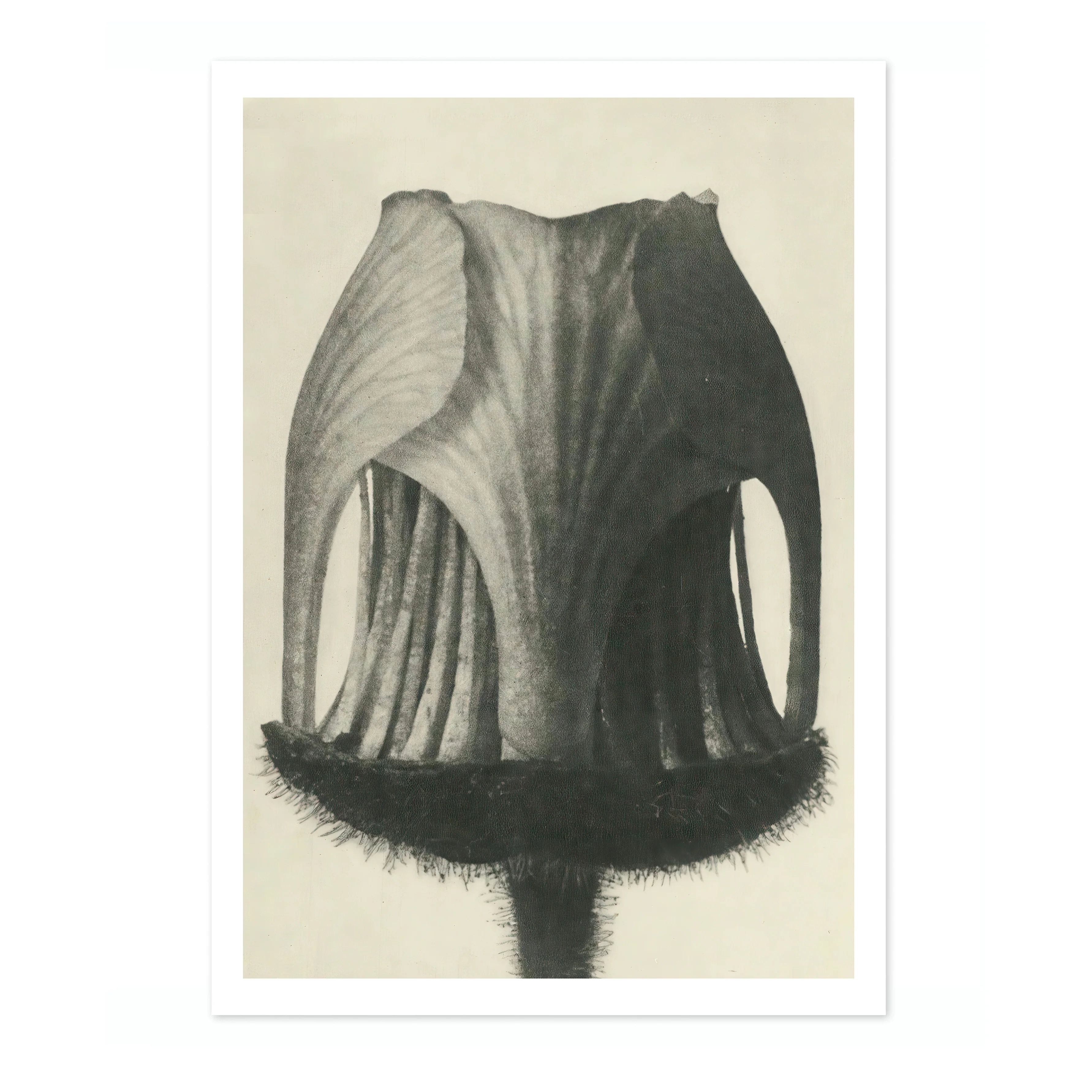 Plantstudie 6 - Image 4