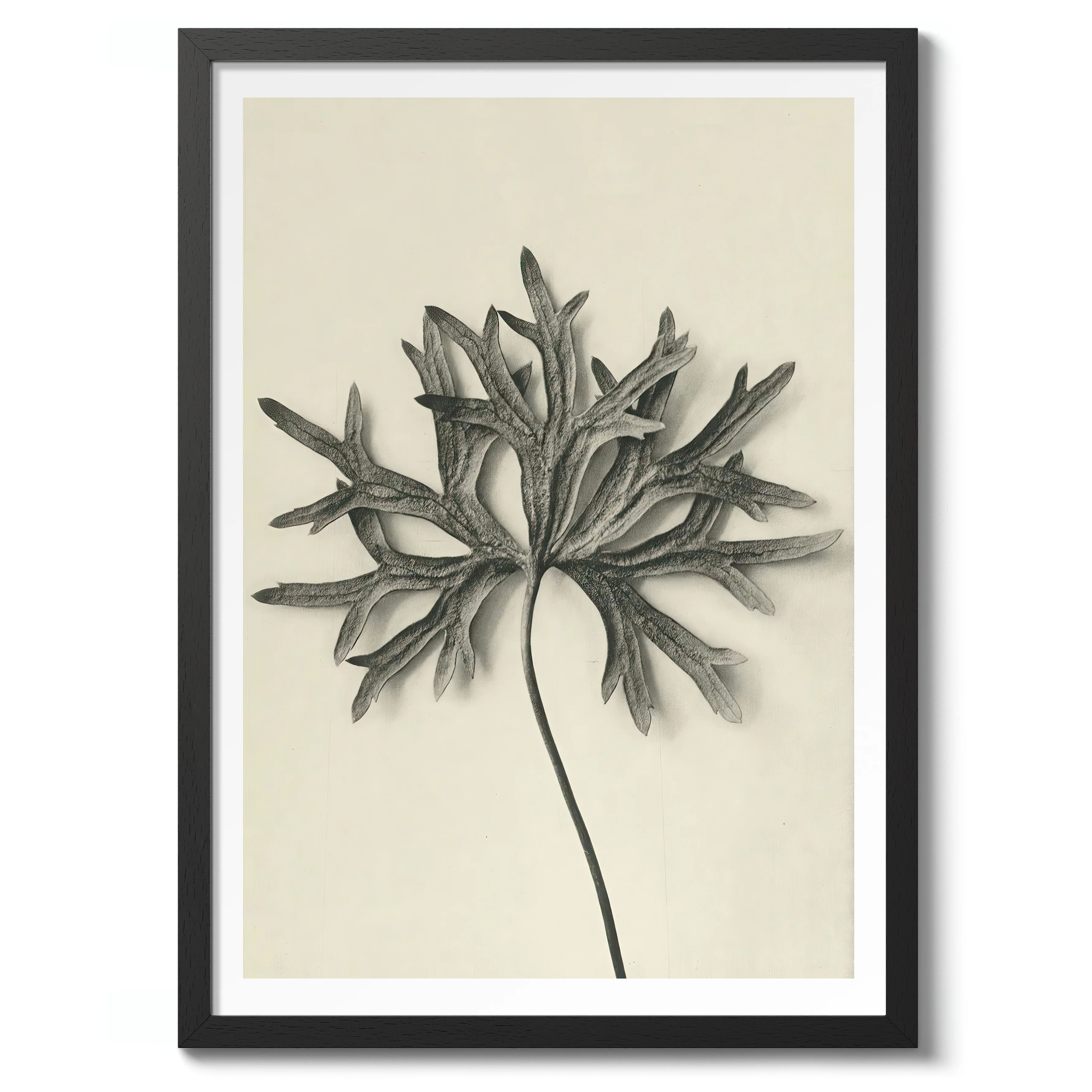 Plantstudie 7 - Image 2