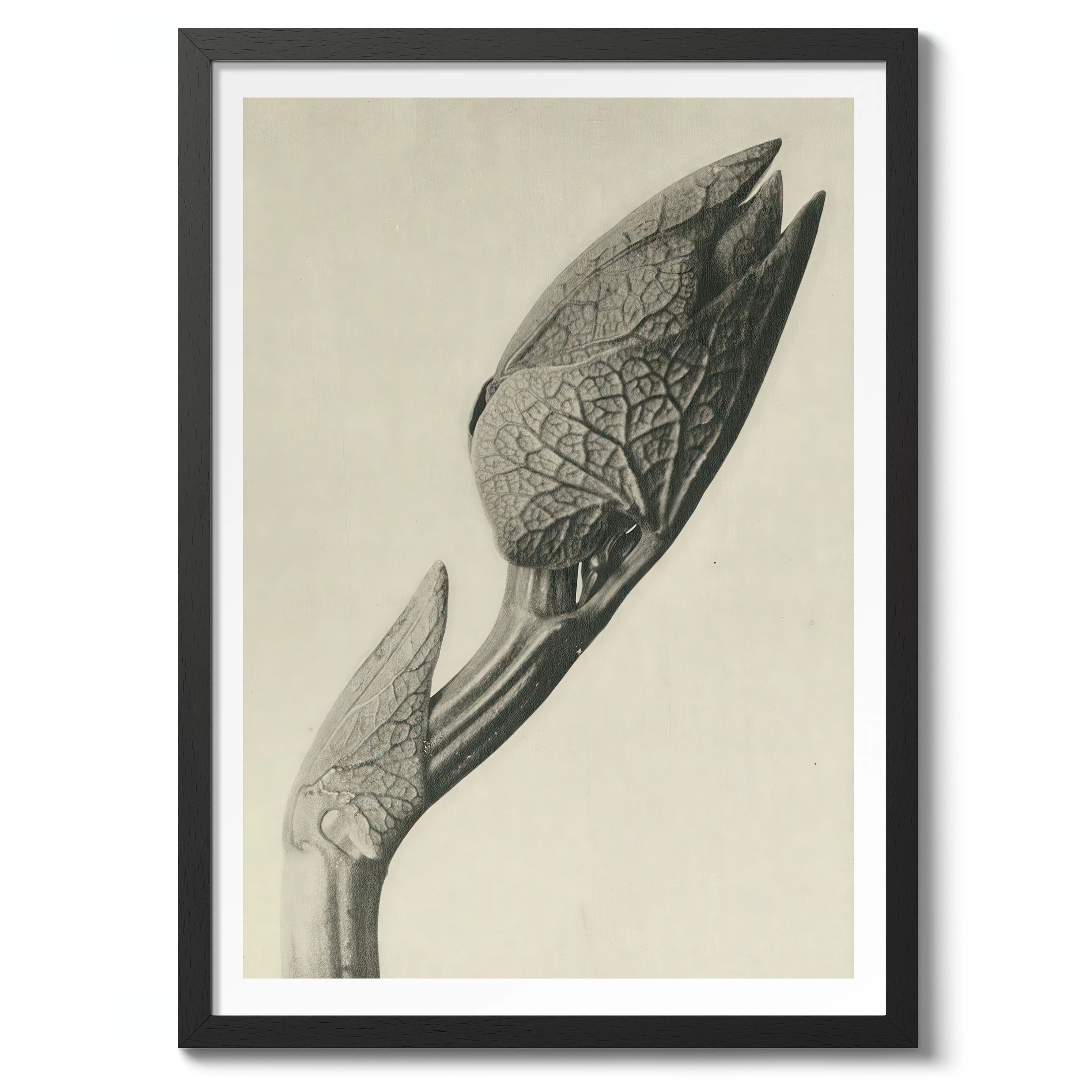 Plantstudie - Image 2