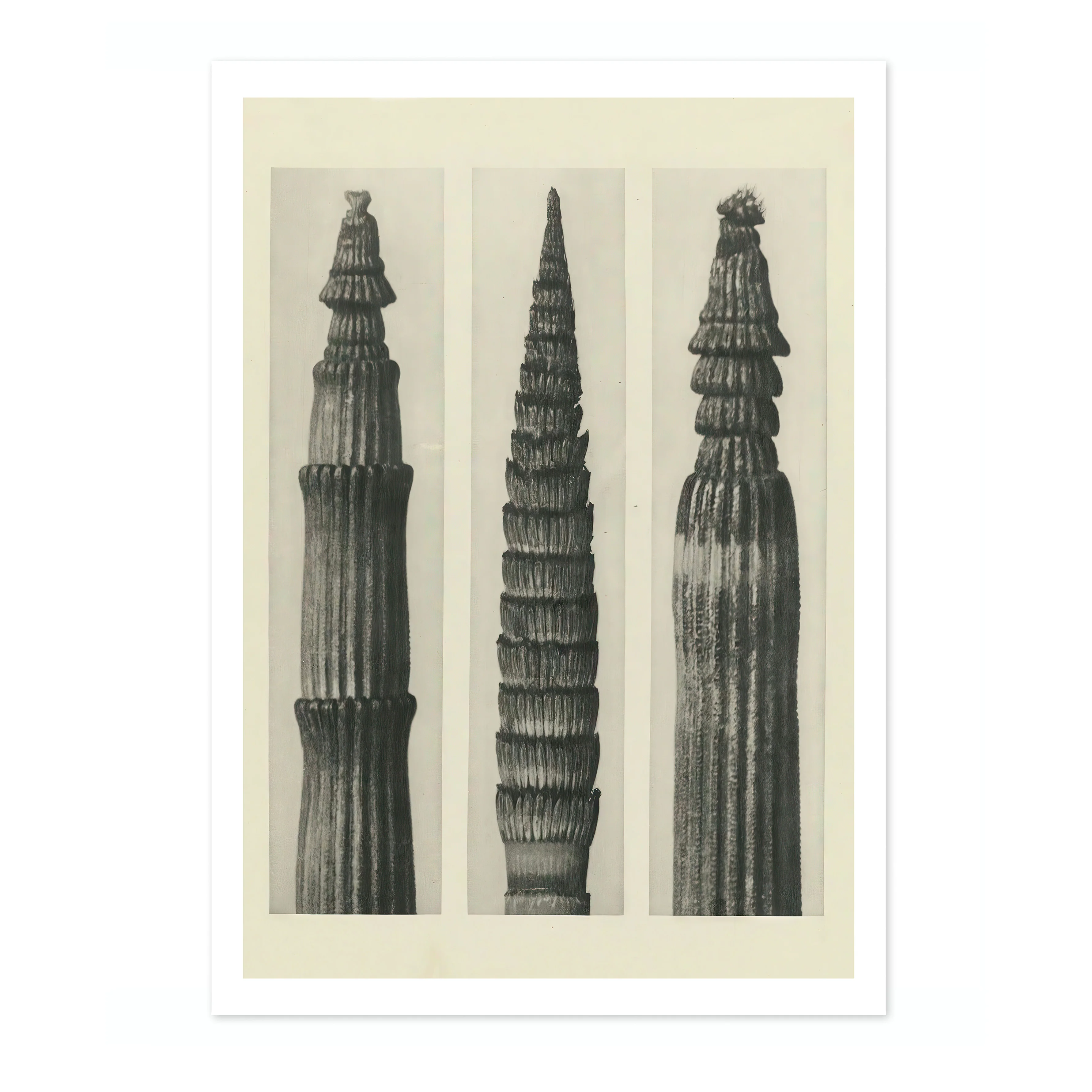 Plantstudie - Image 4