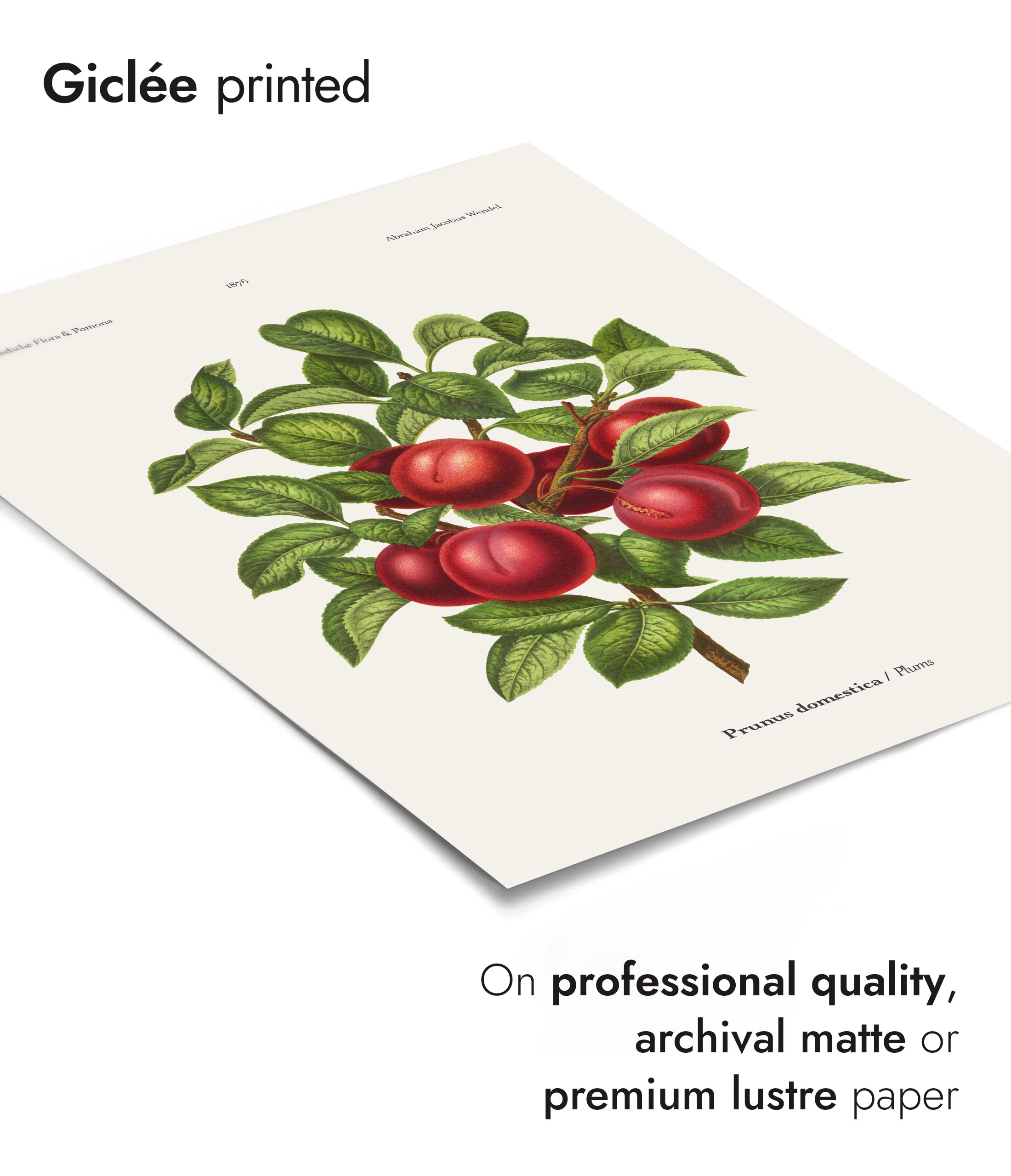 Plums - Image 6