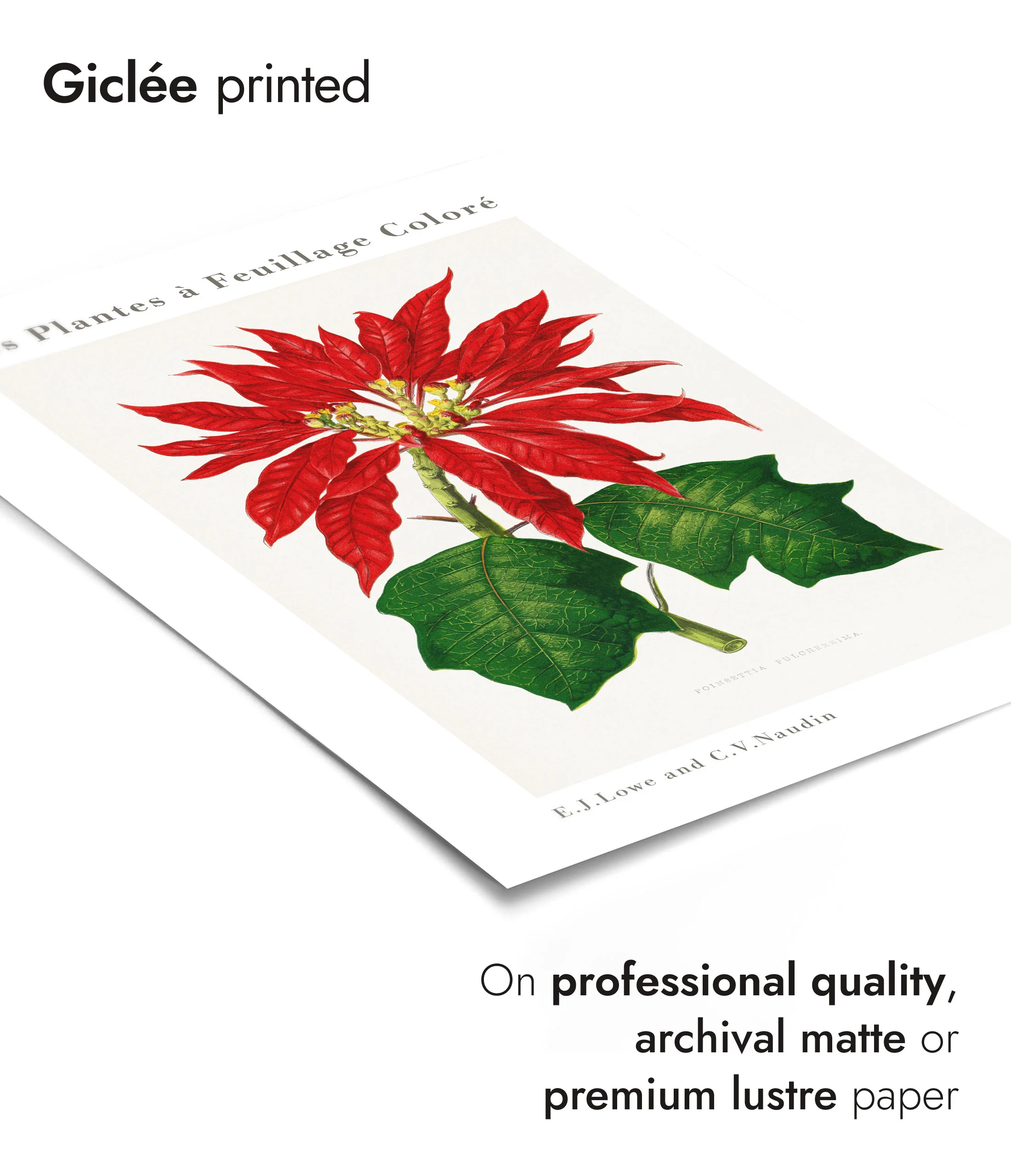 Poinsettia Pulcherrima - Image 6