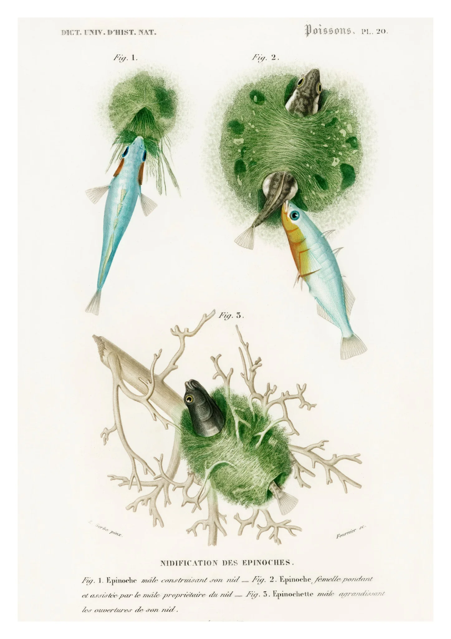 Poissons II