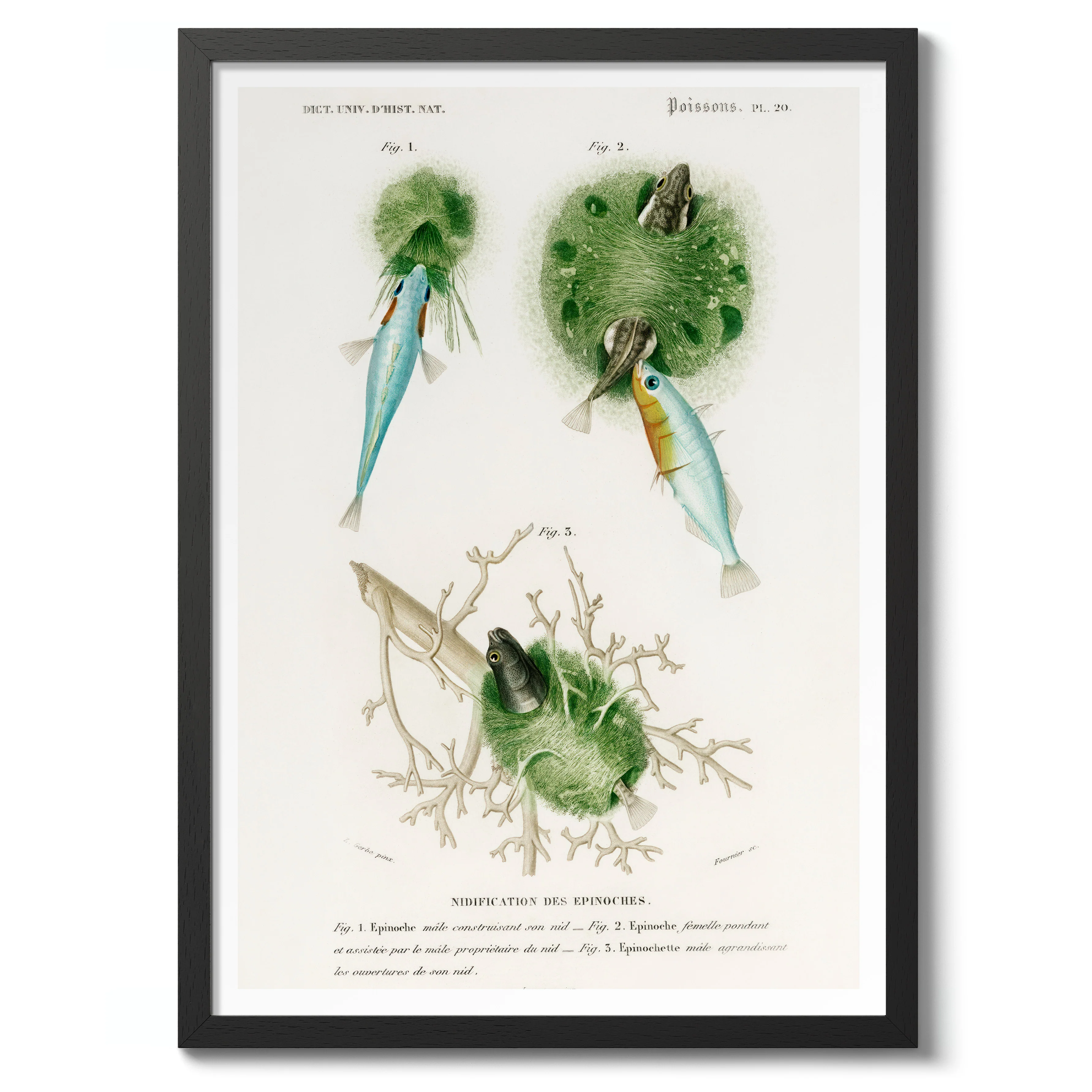 Poissons II - Image 2