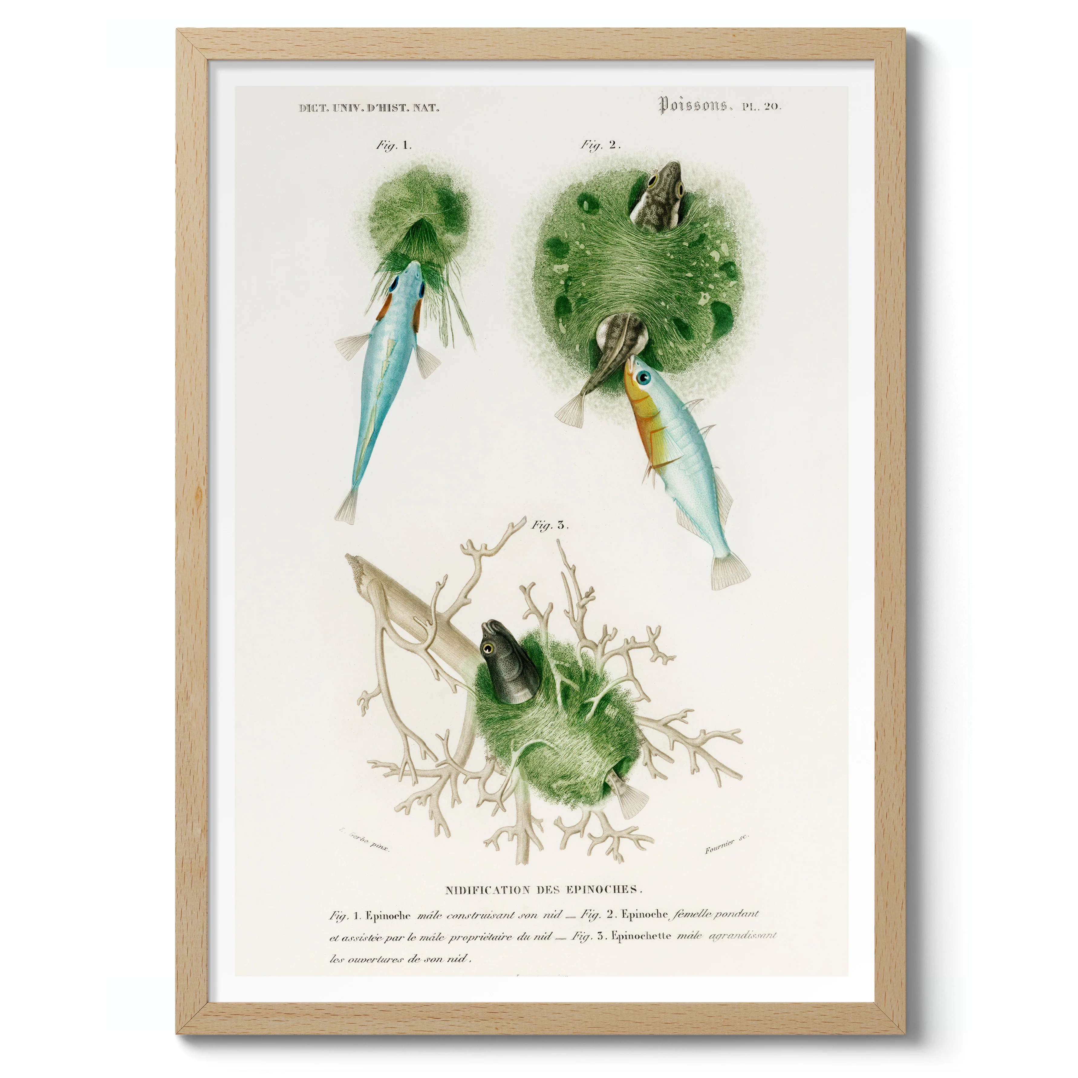 Poissons II - Image 3