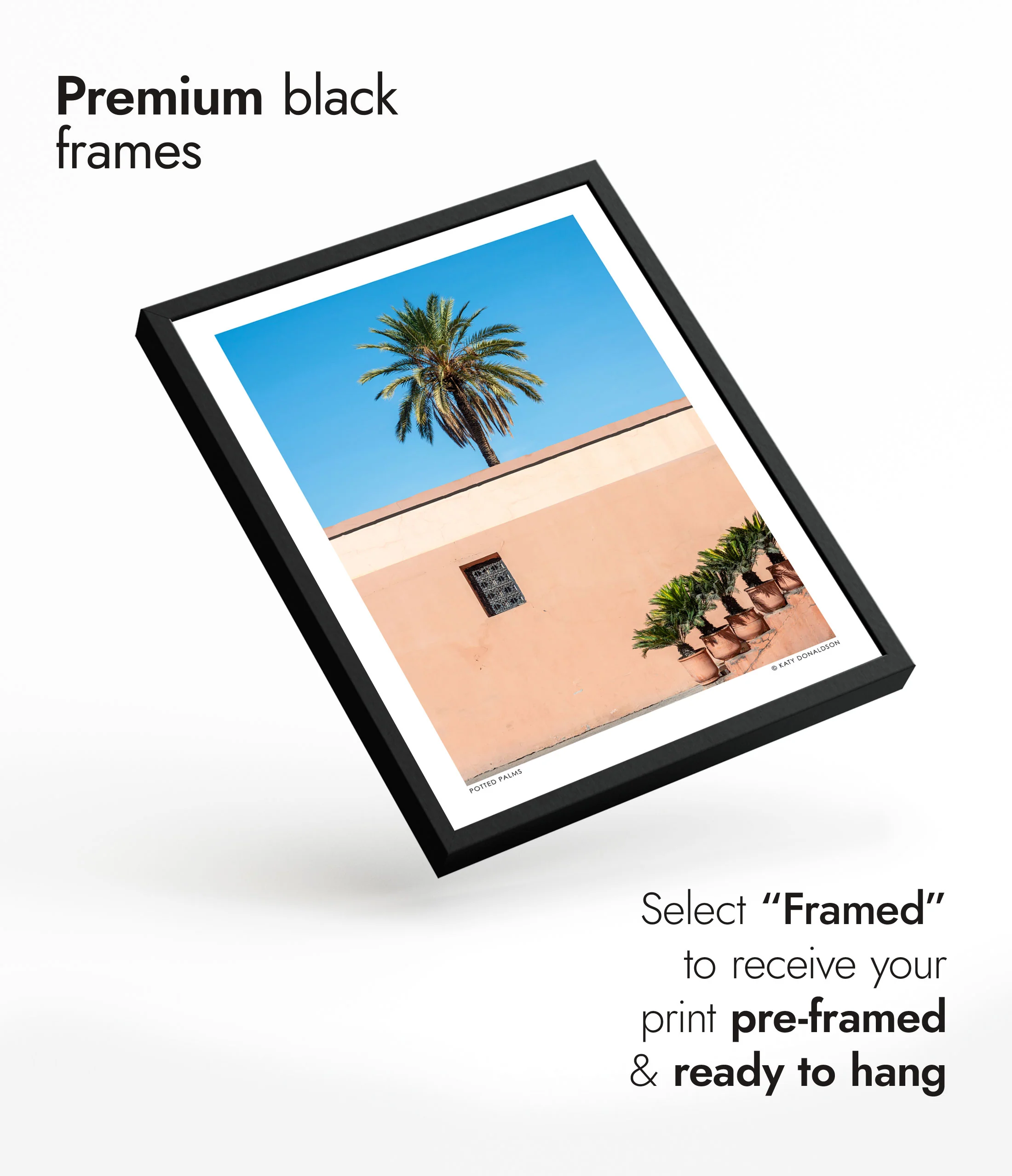 Potted Palms - Image 7