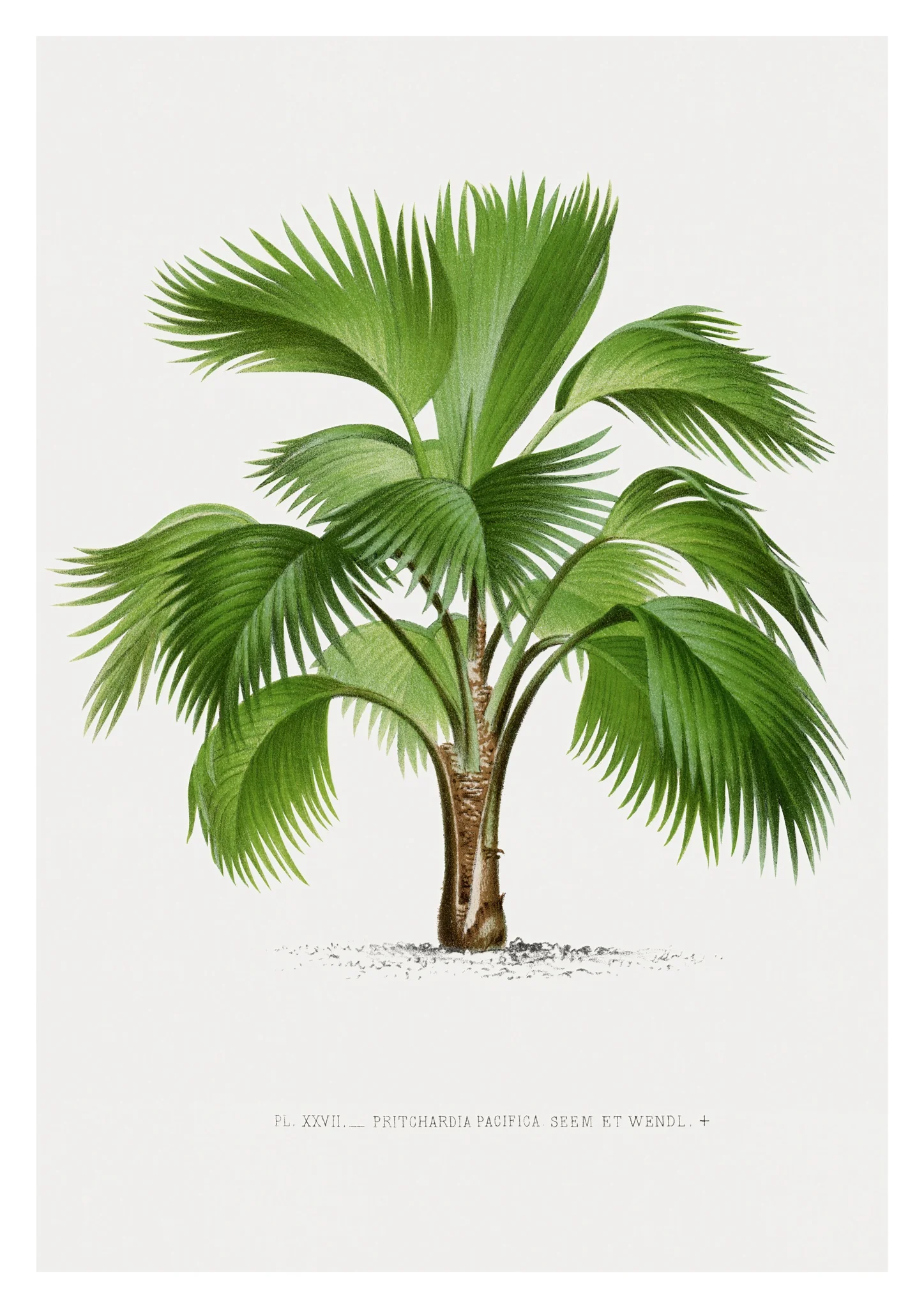 Pritchardia Pacifica