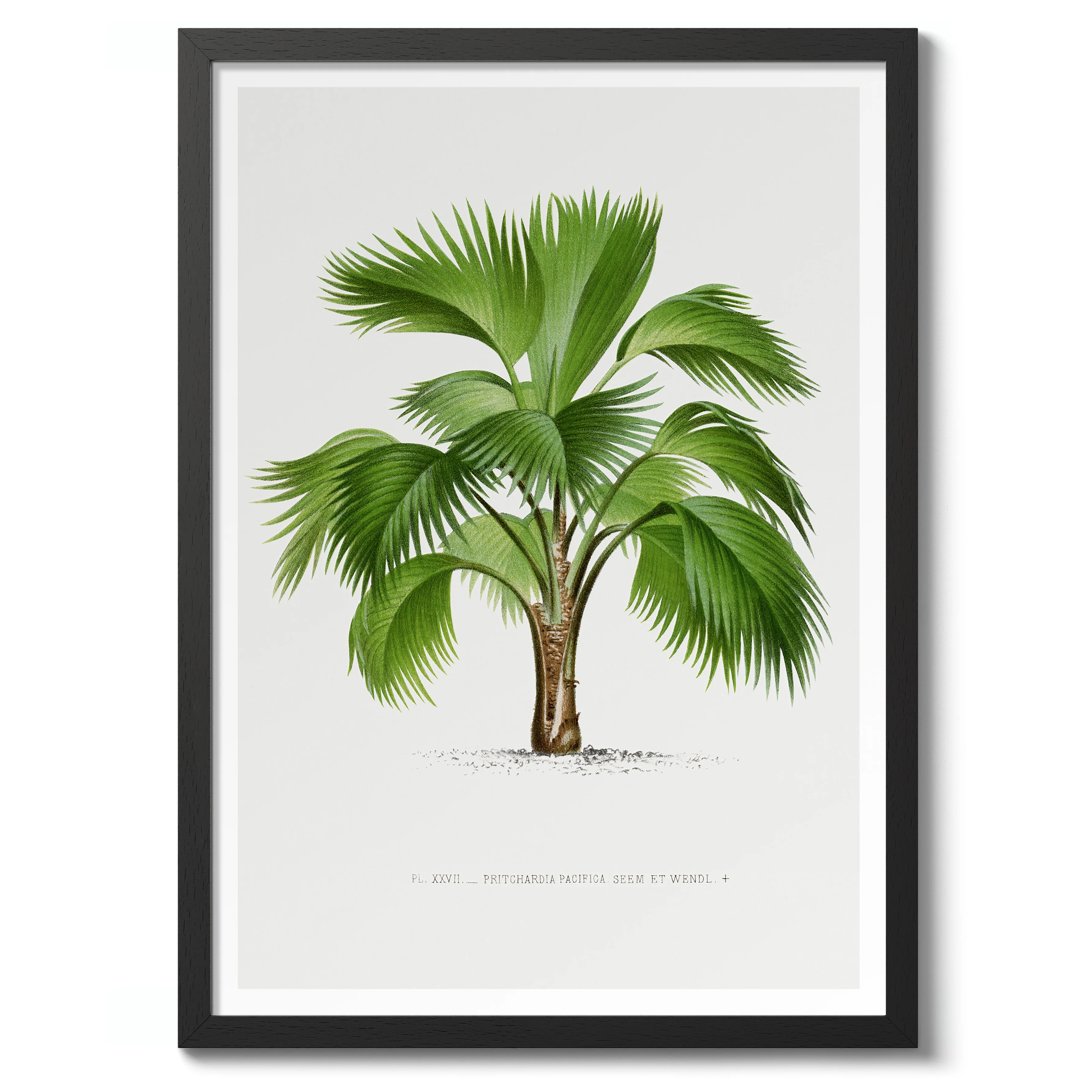 Pritchardia Pacifica - Image 2