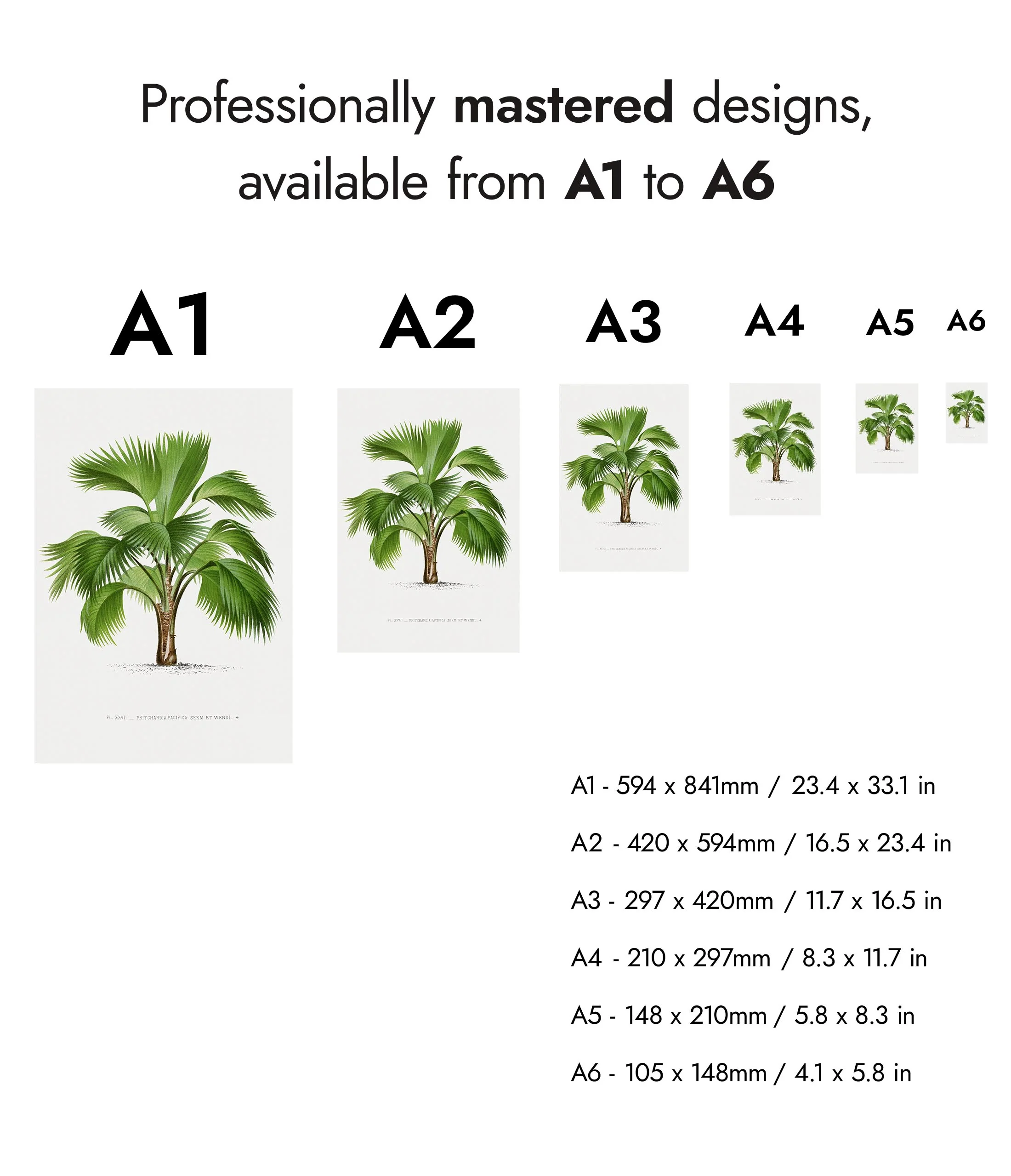 Pritchardia Pacifica - Image 8