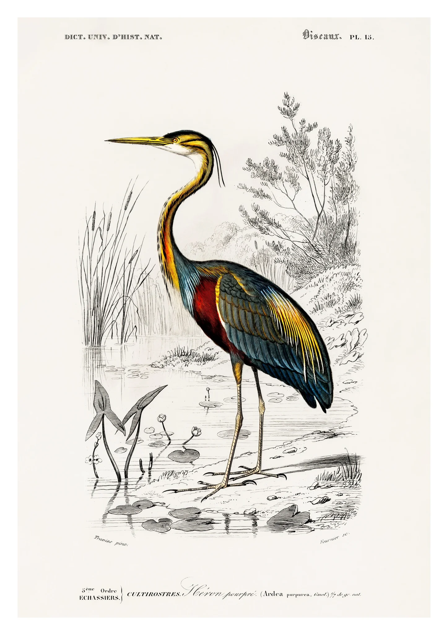 Purple Heron