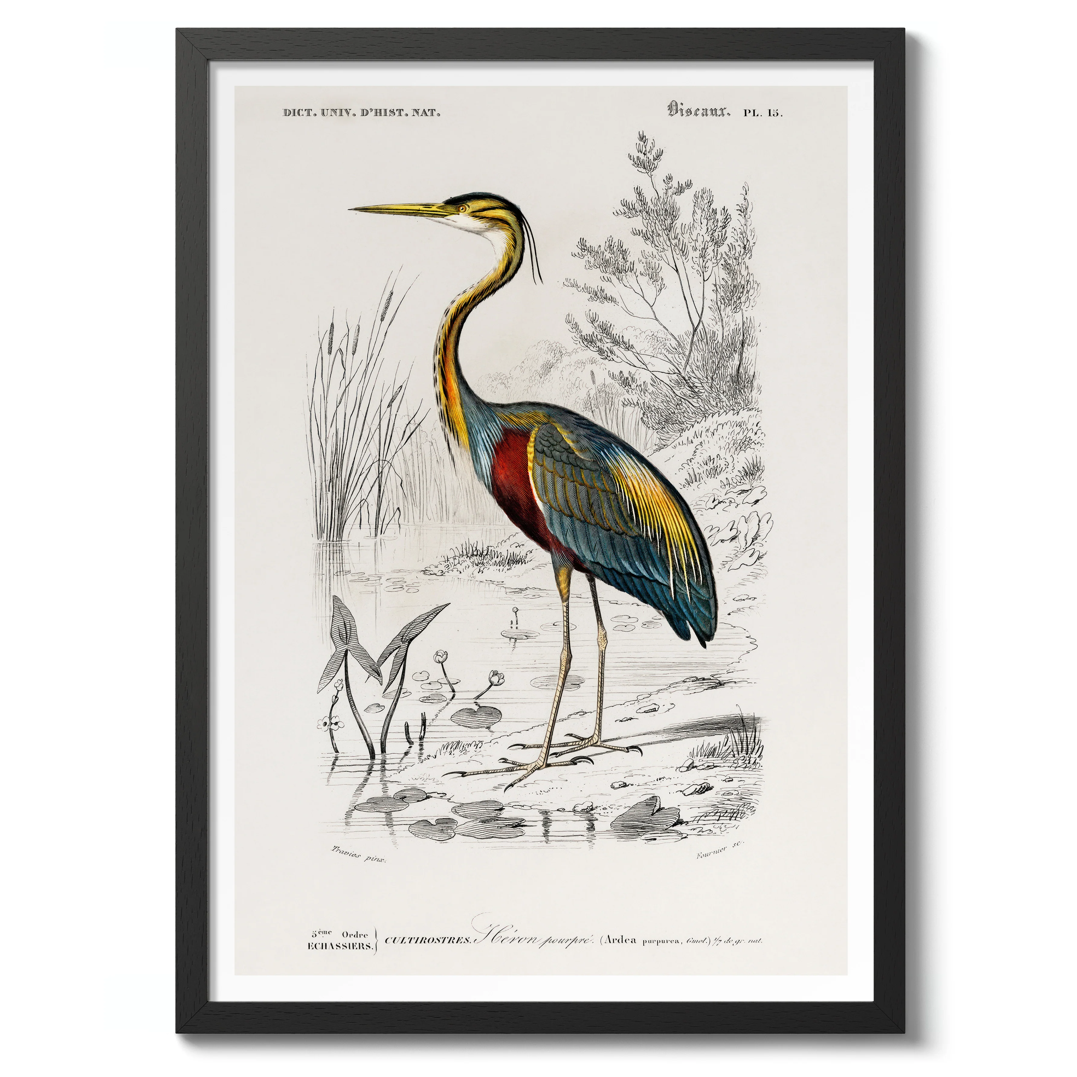 Purple Heron - Image 2