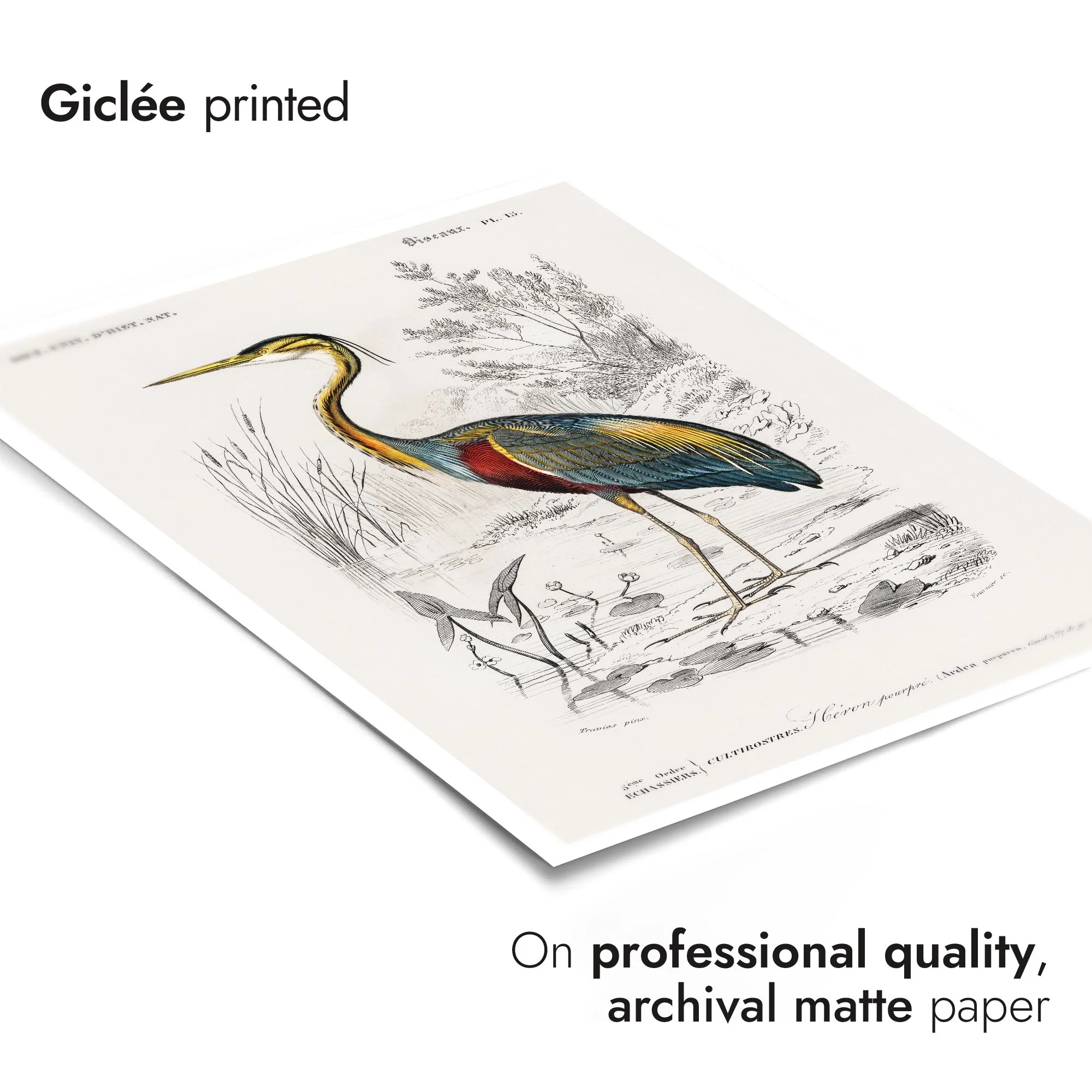 Purple Heron - Image 6