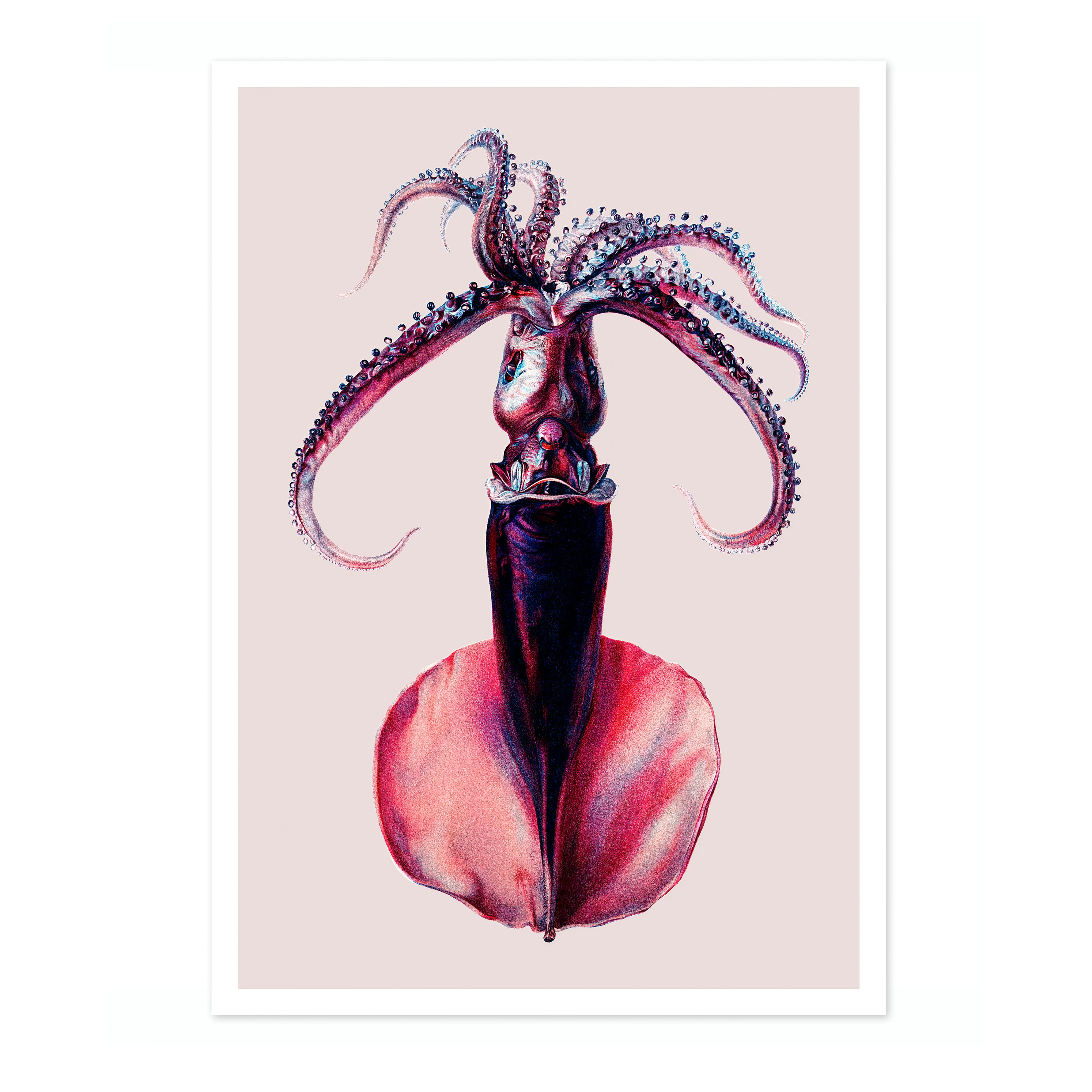 Purple Squid - Image 4