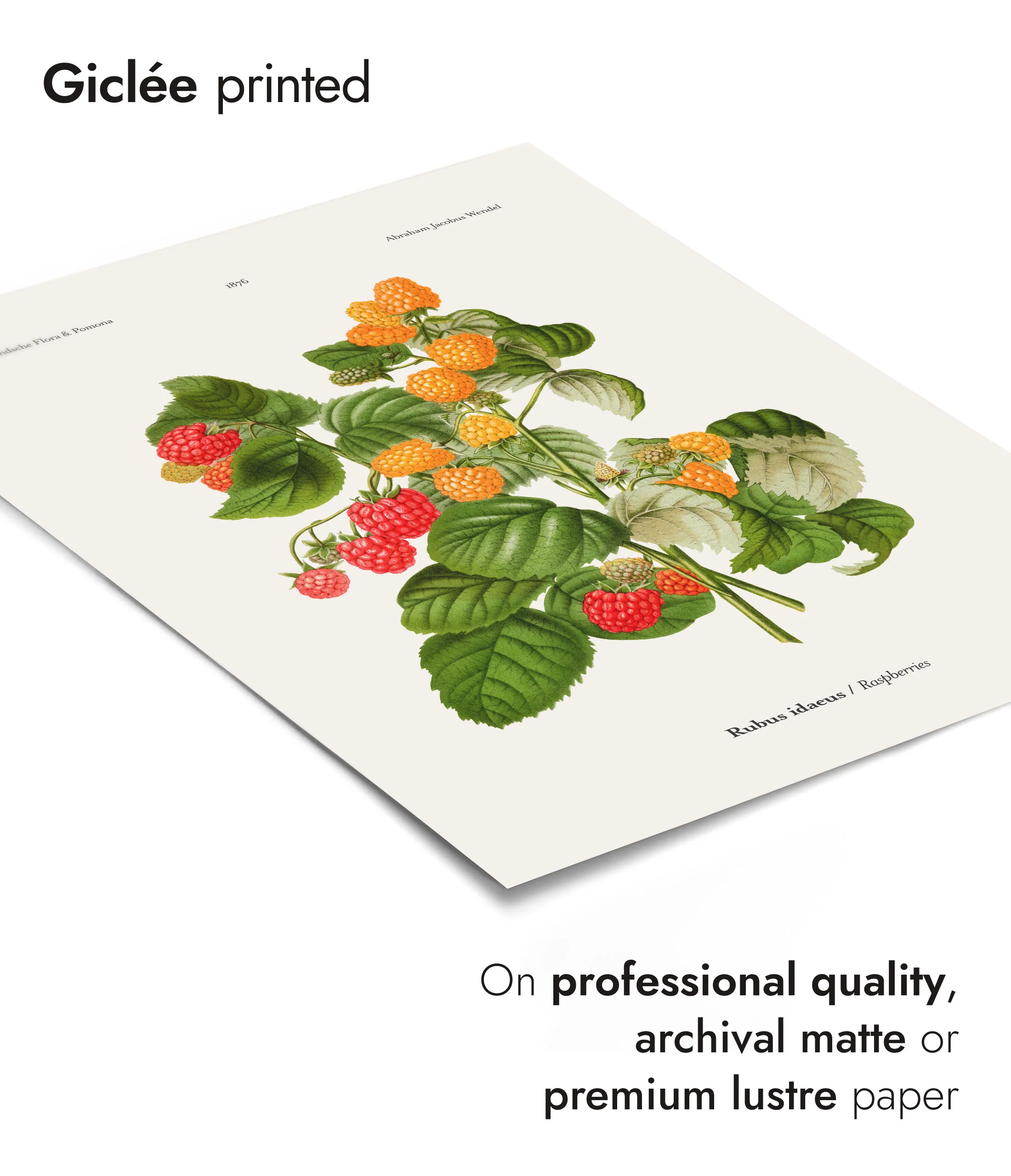 Raspberries - Image 6