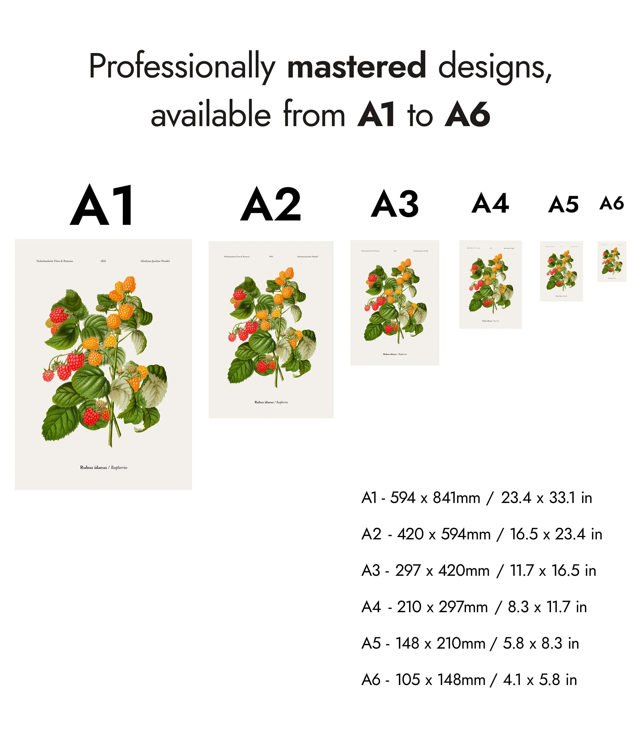 Raspberries - Image 8