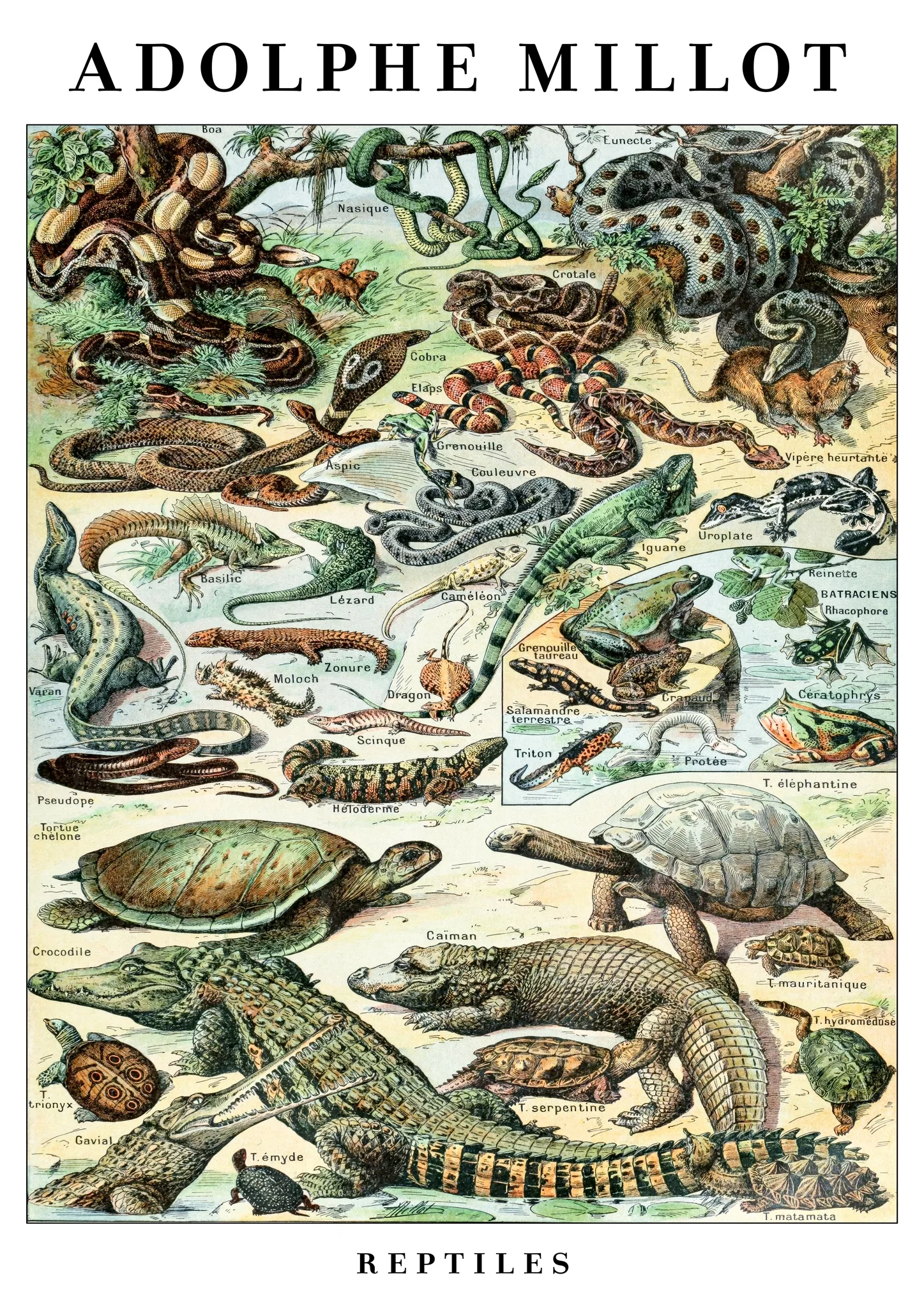 Reptiles
