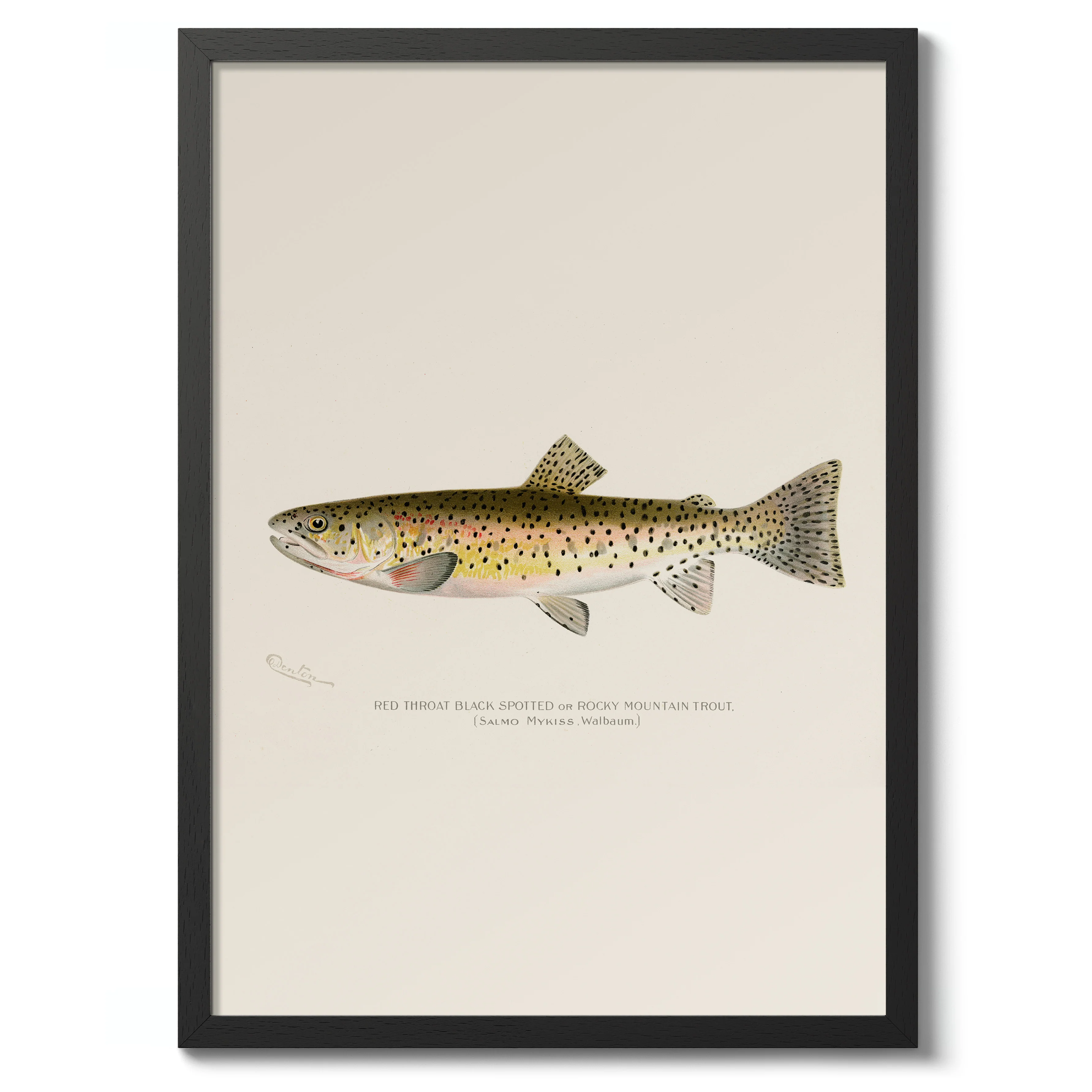 Rocky Mountain Trout - Image 2