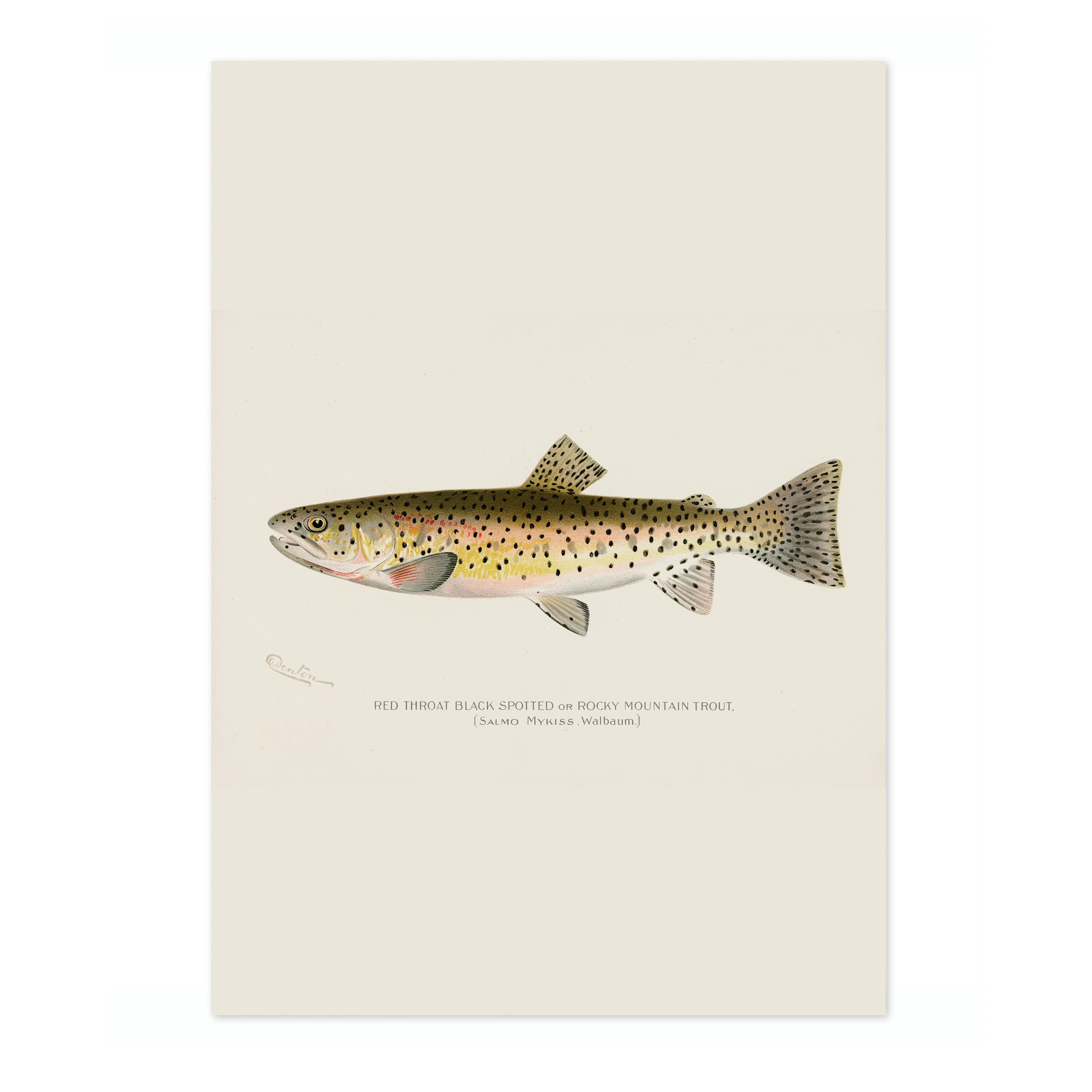 Rocky Mountain Trout - Image 4