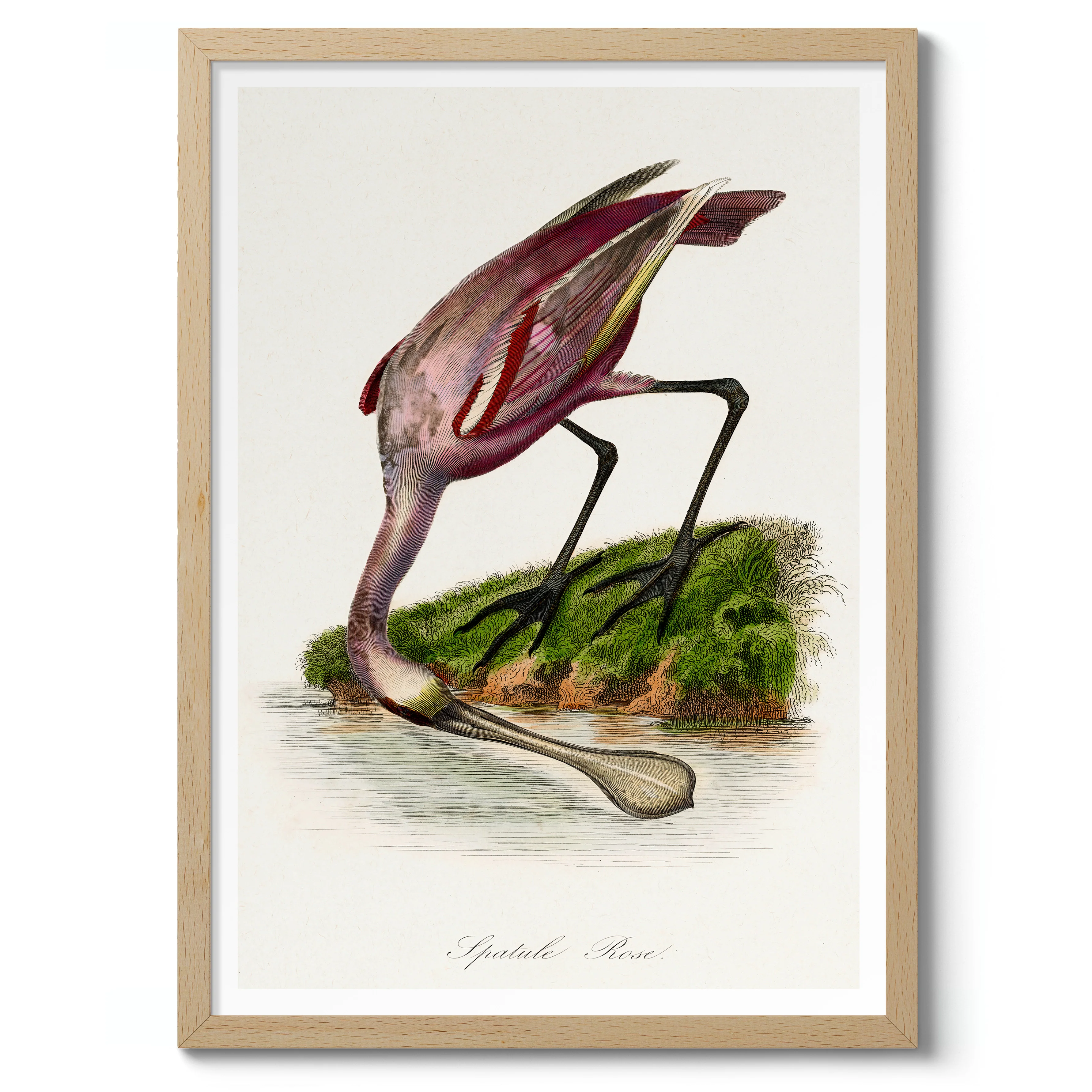 Roseate Spoonbill - Image 3