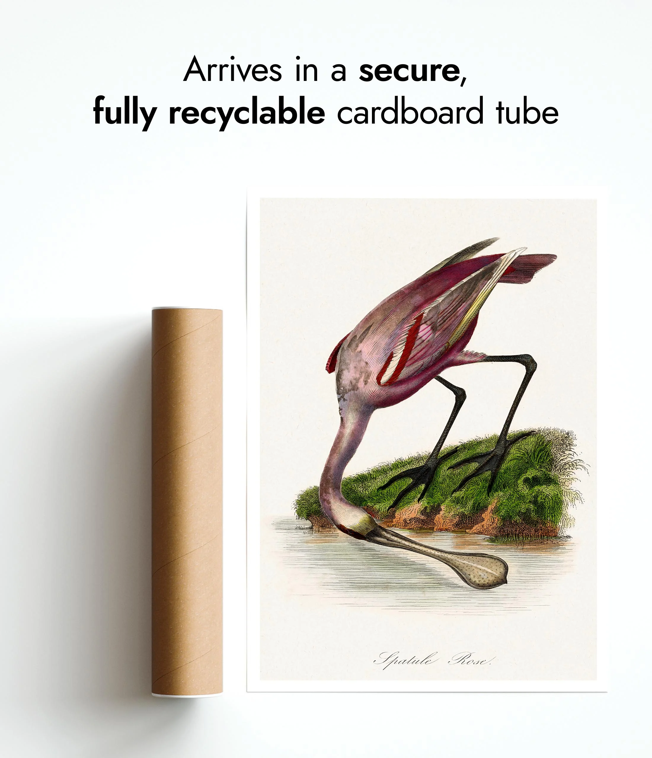 Roseate Spoonbill - Image 9