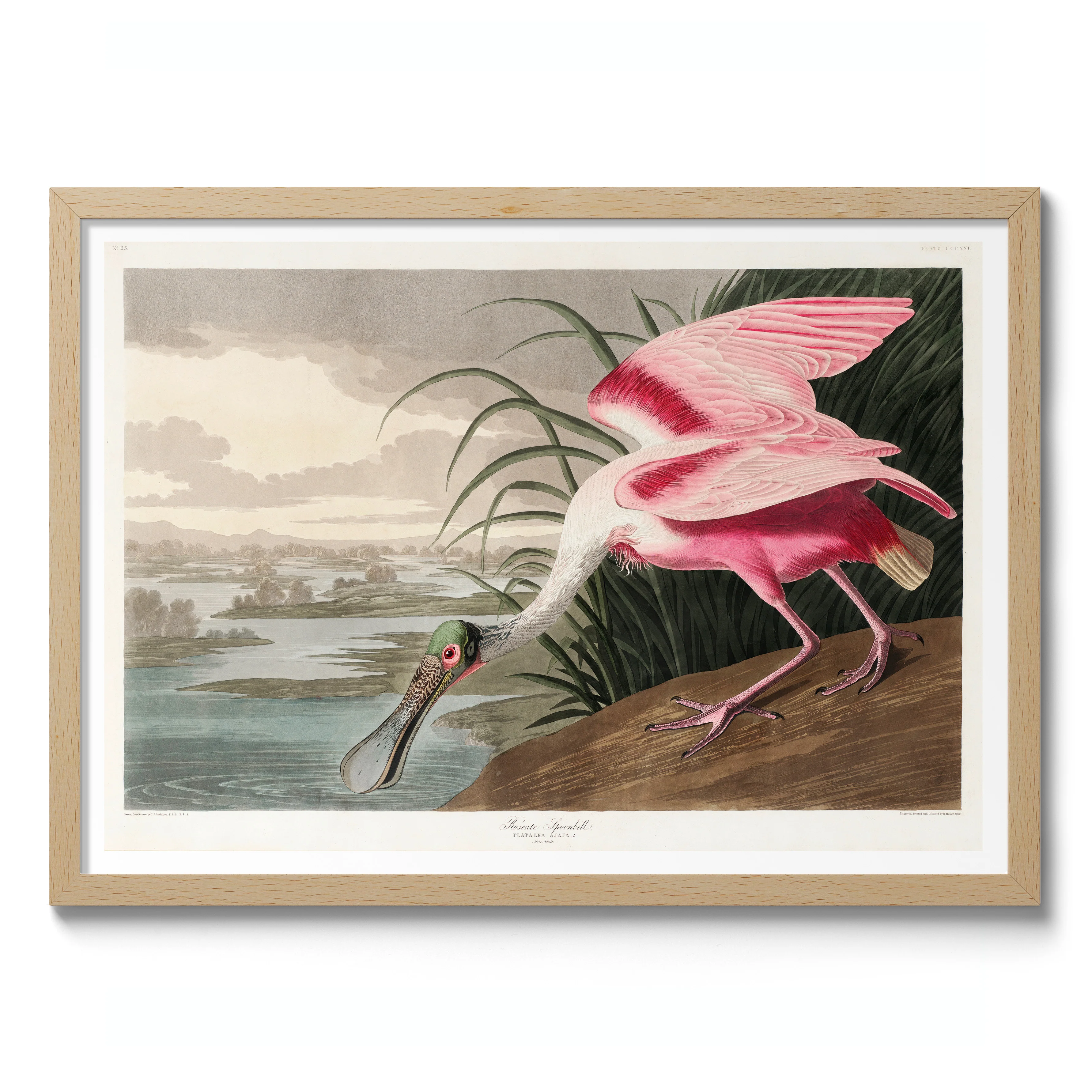 Roseate Spoonbill - Image 3