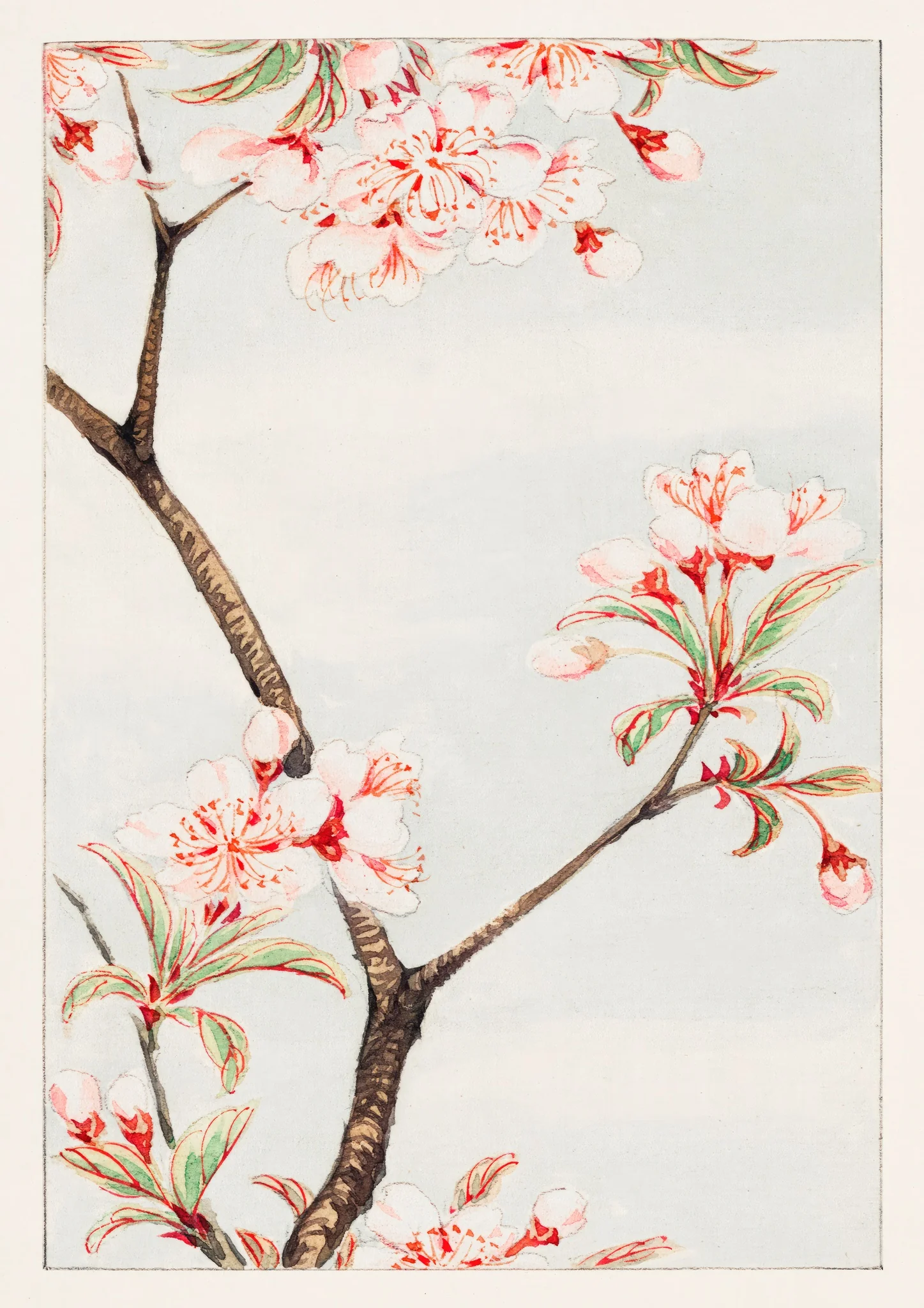 Sakura Cherry