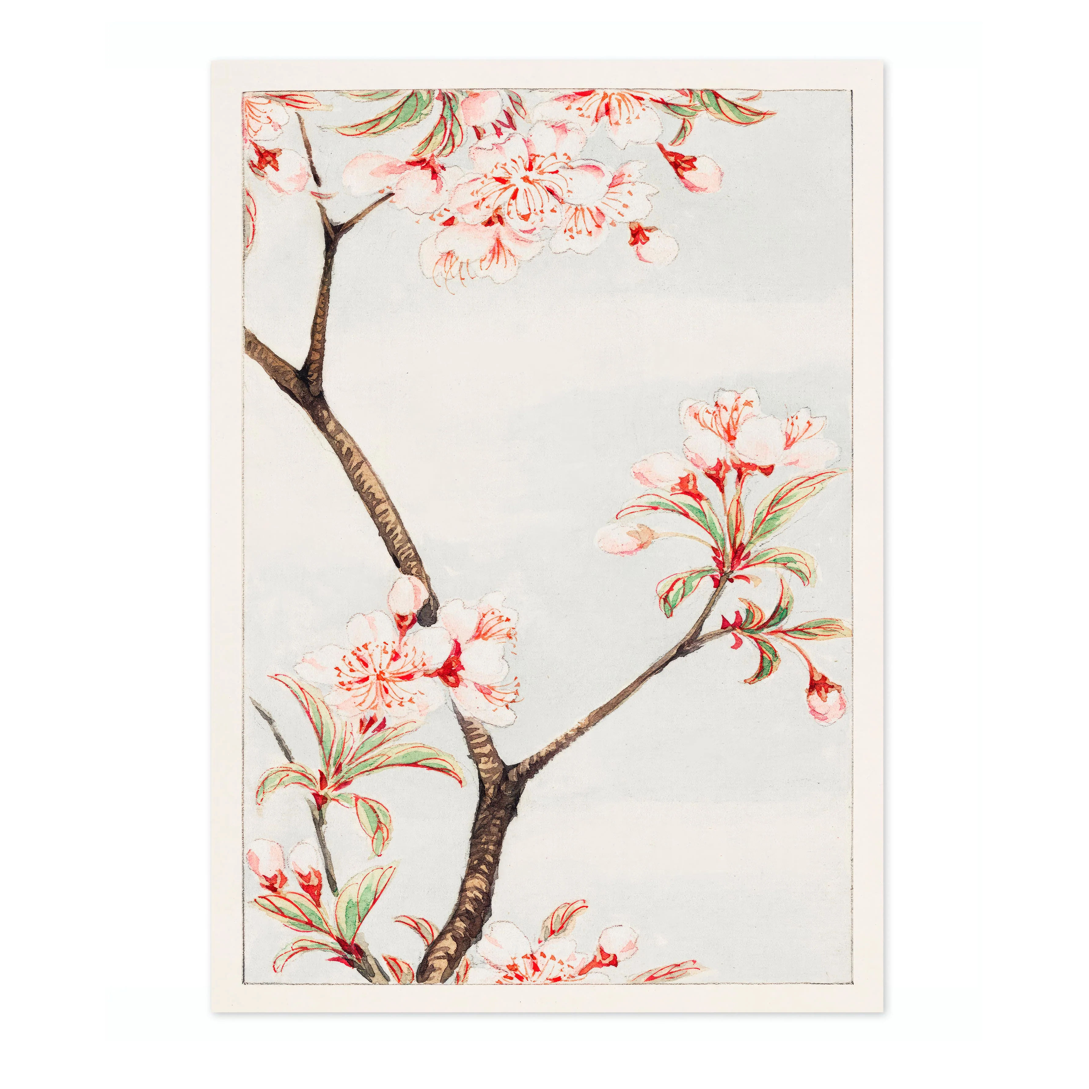 Sakura Cherry - Image 4
