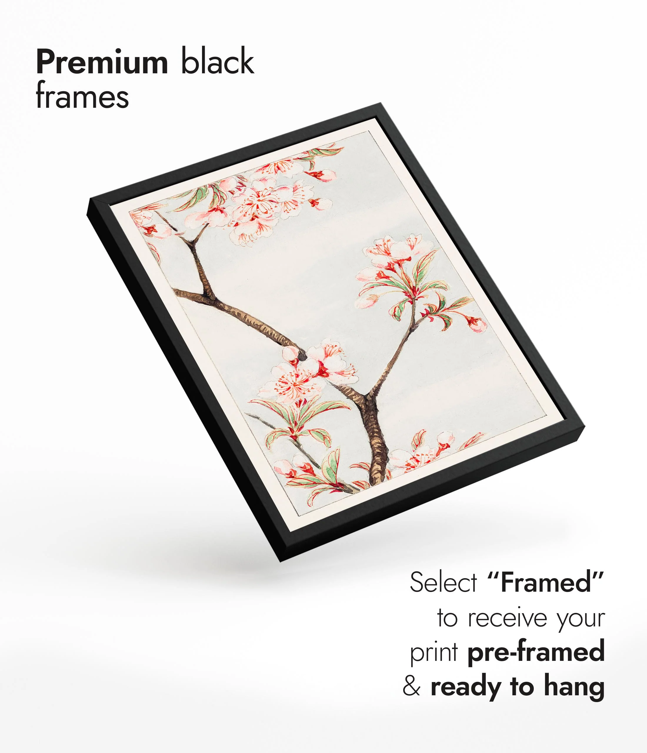 Sakura Cherry - Image 7