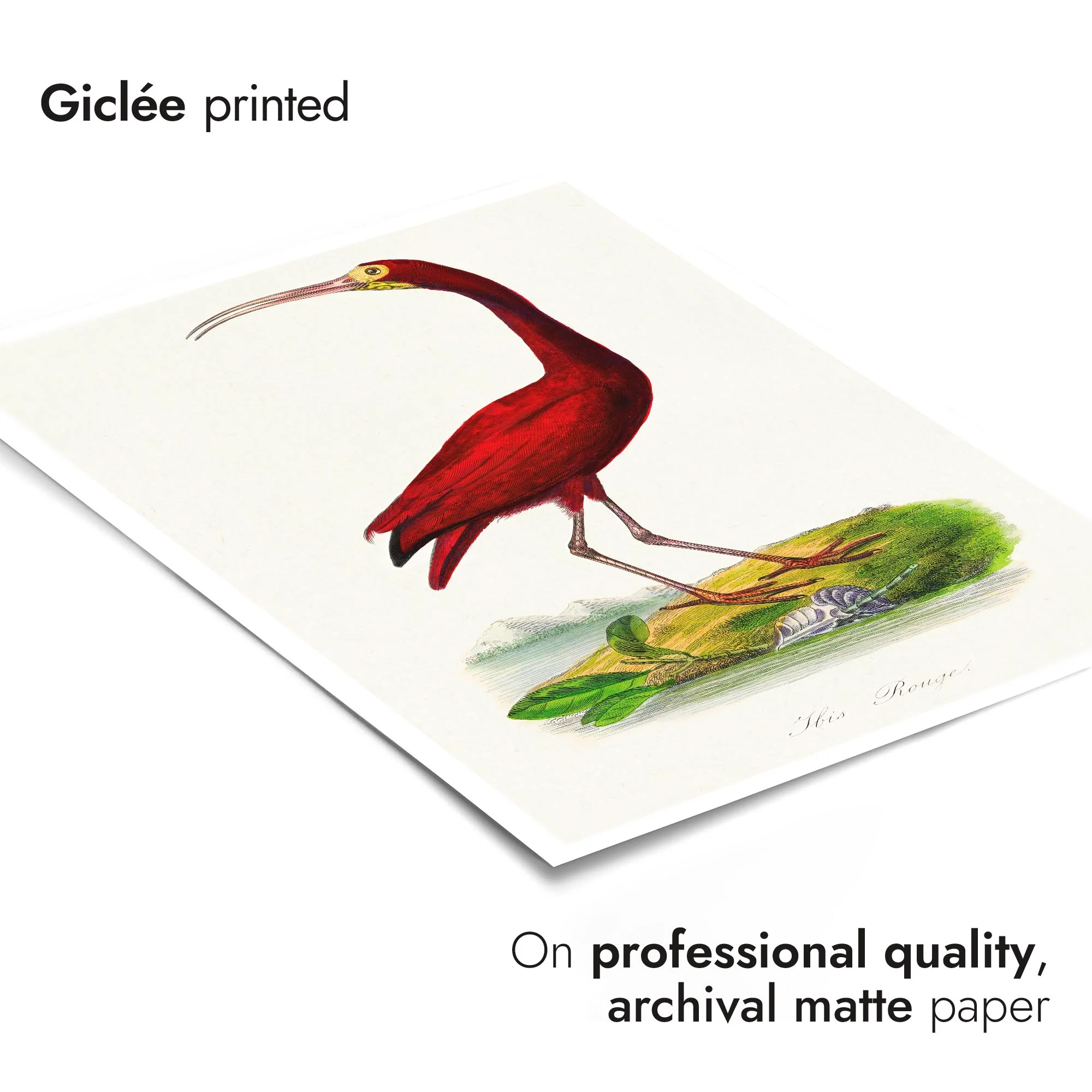 Scarlet Ibis - Image 6