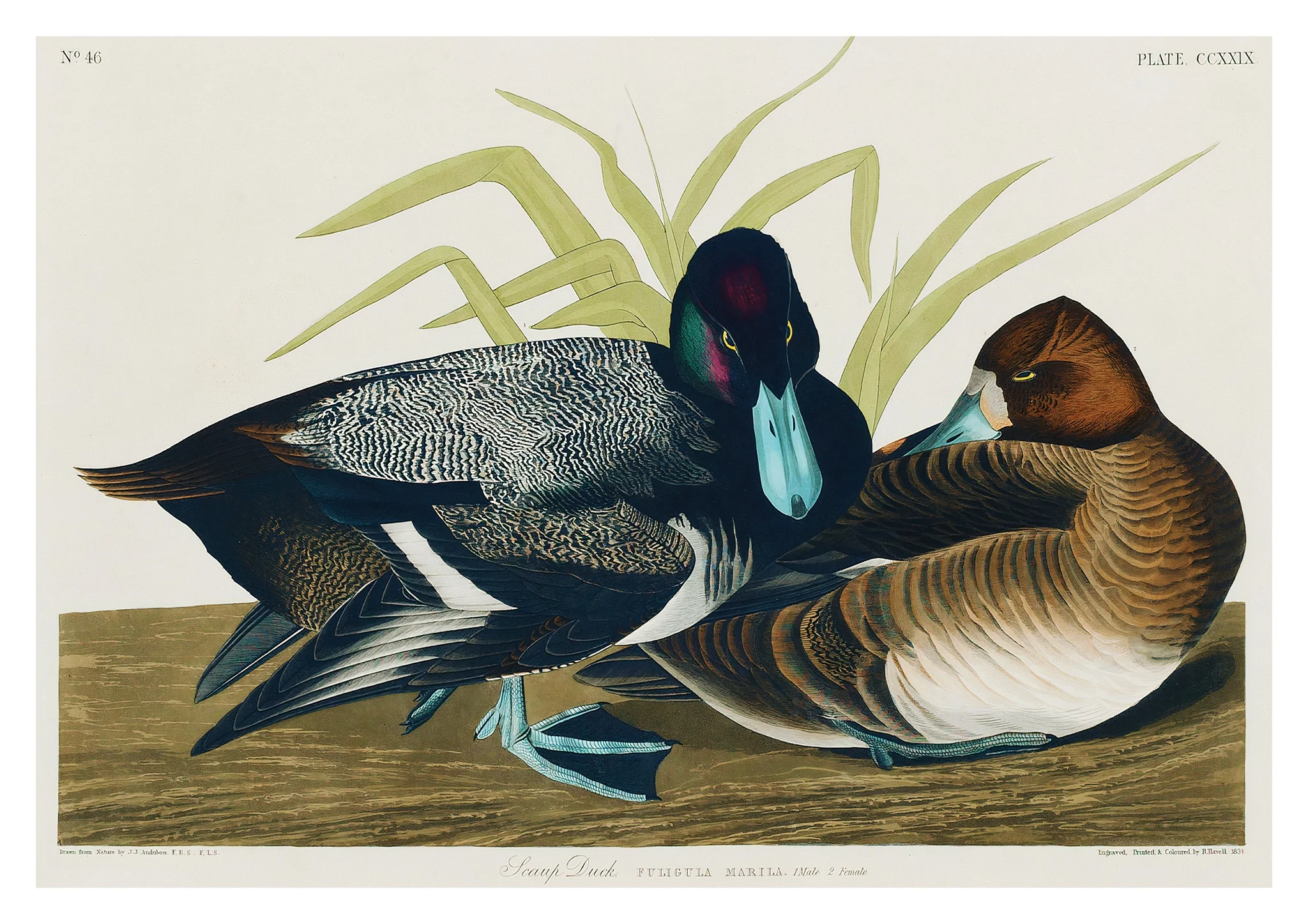 Scaup Ducks