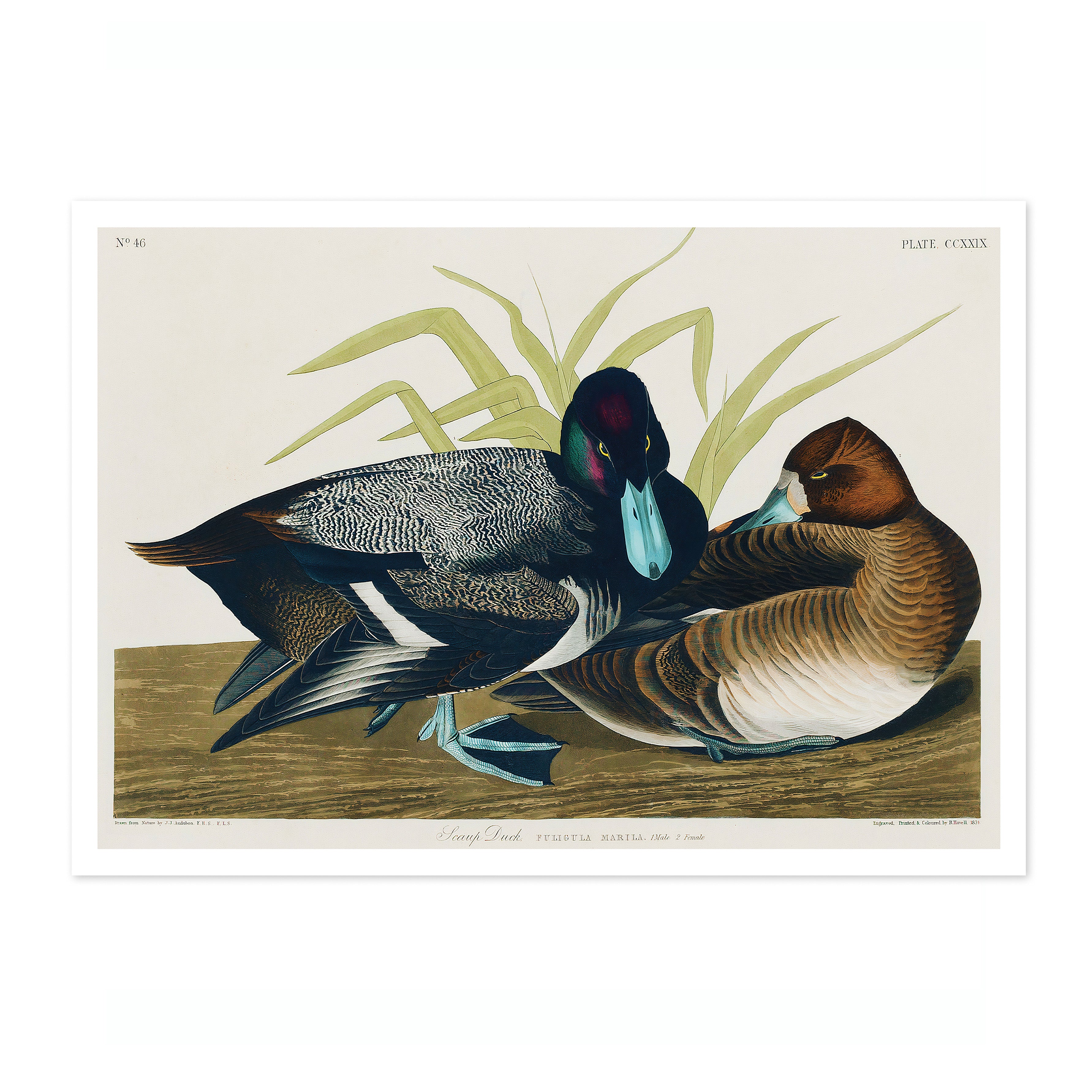 Scaup Ducks - Image 4