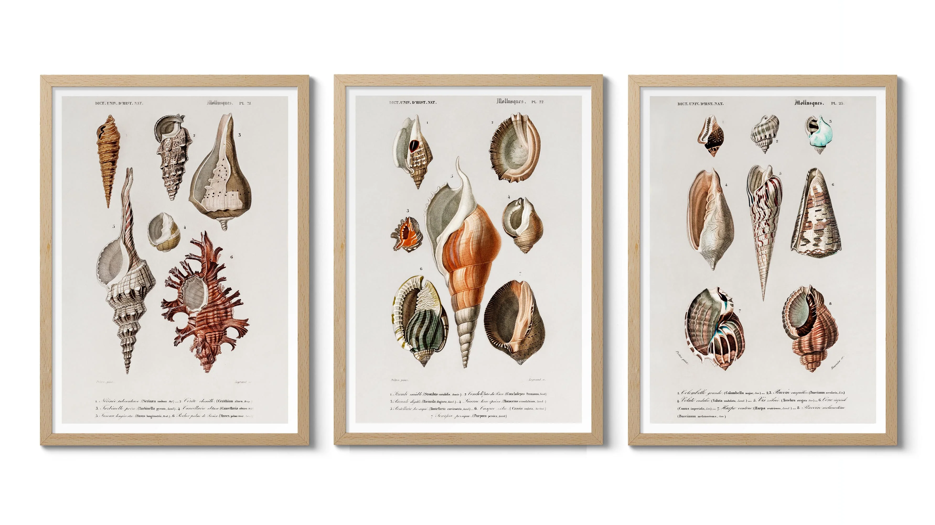 Sea Shells - Image 2