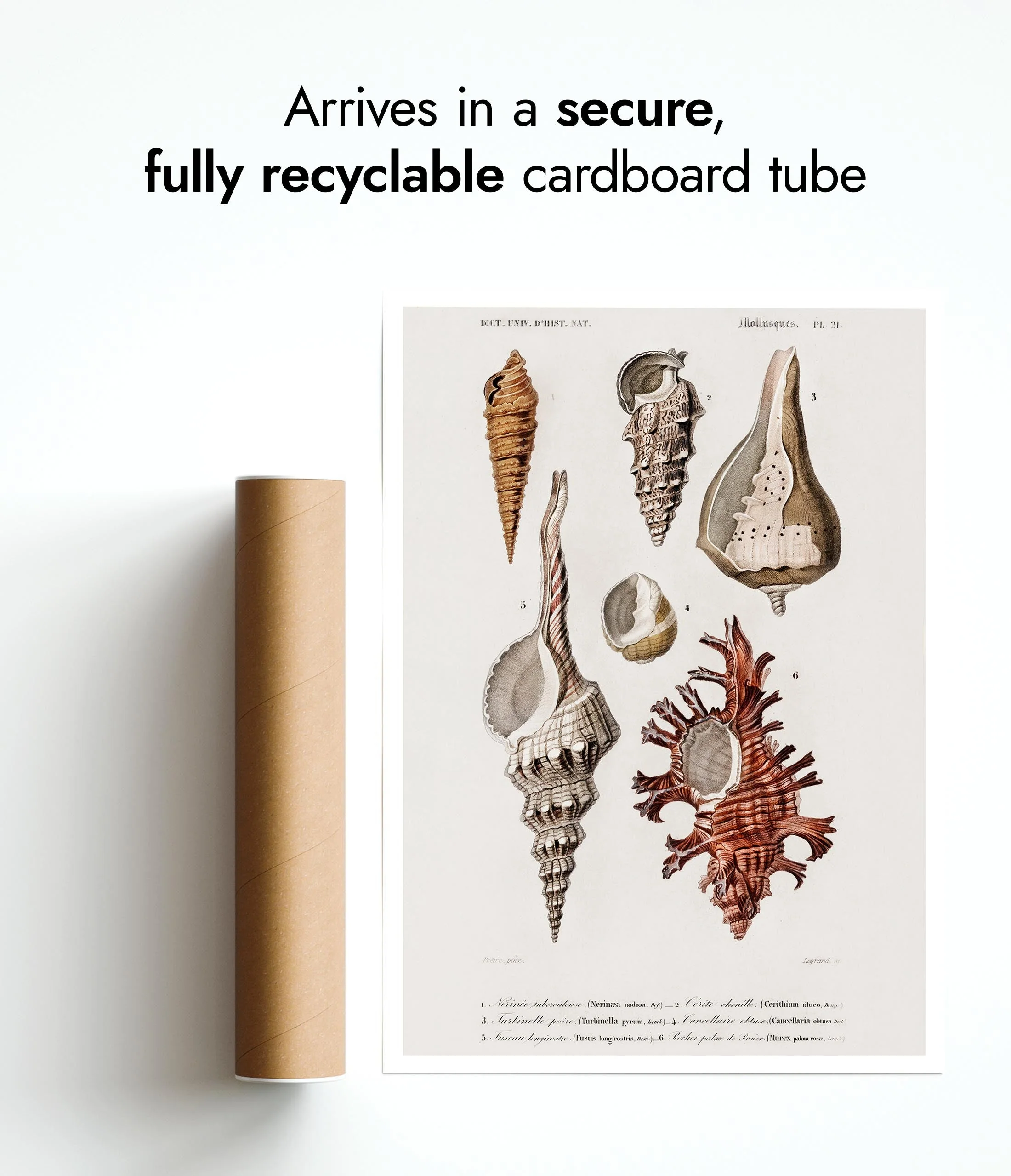 Sea Shells - Image 8