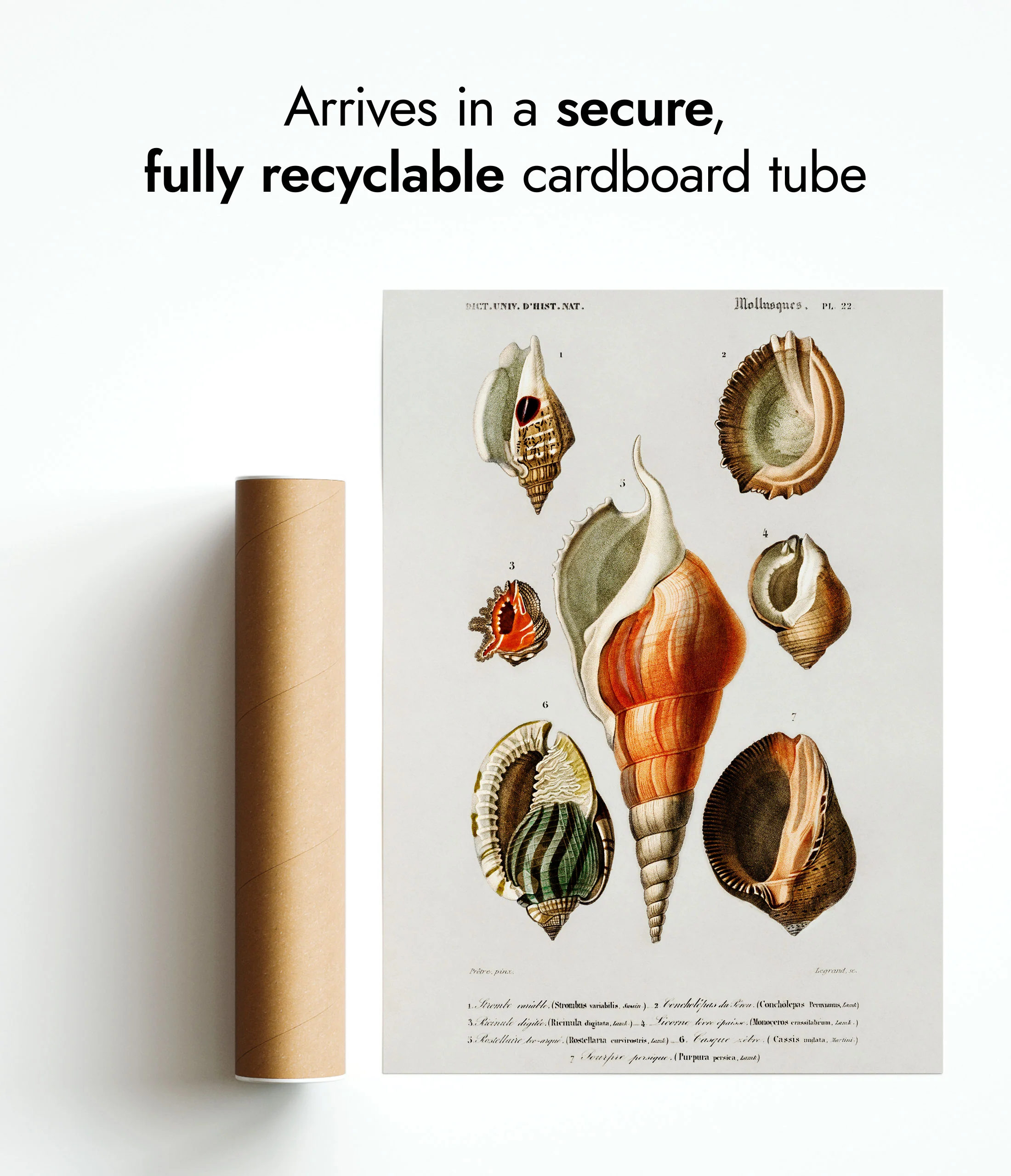 Sea Shells - Image 9