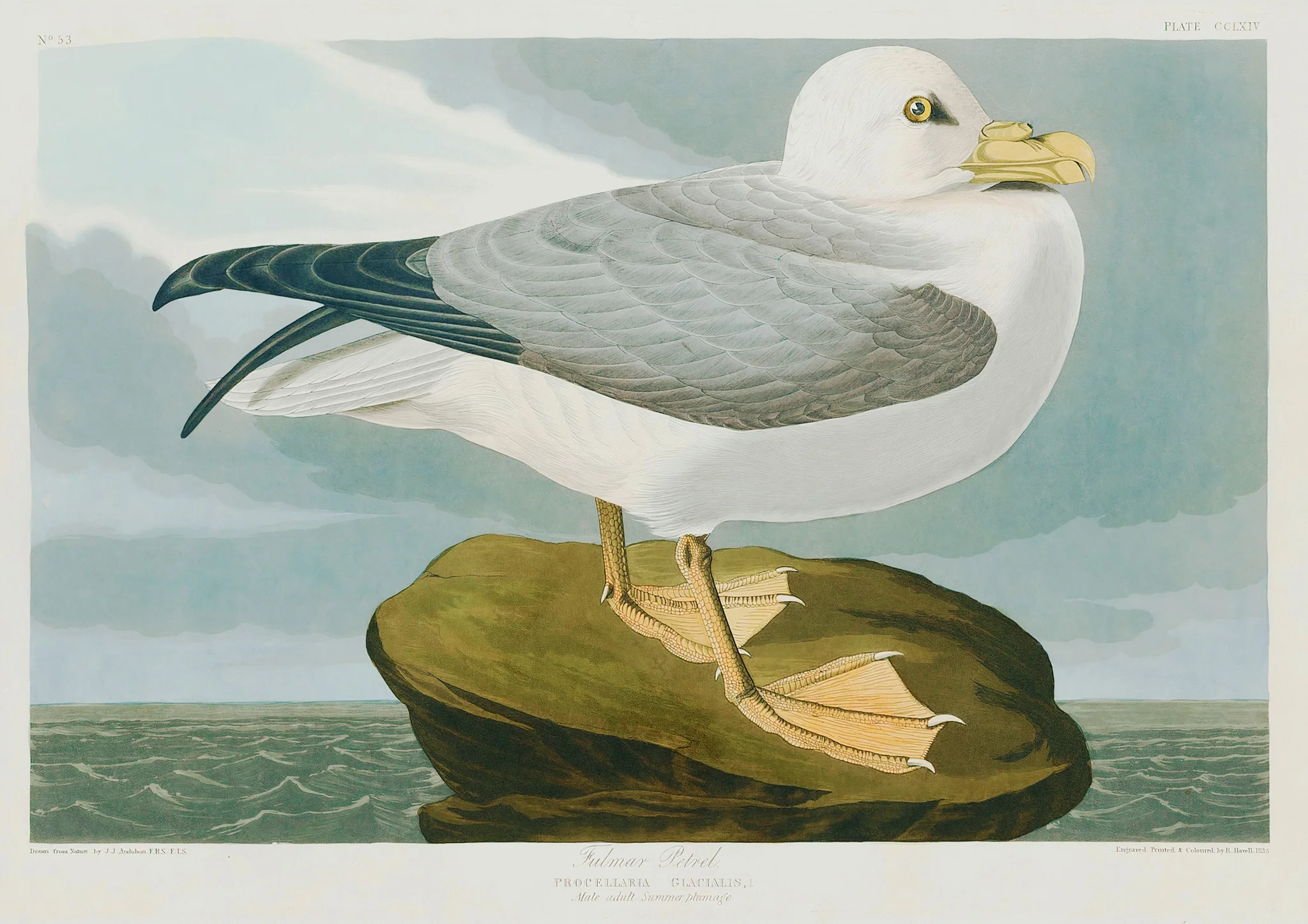 Seagull