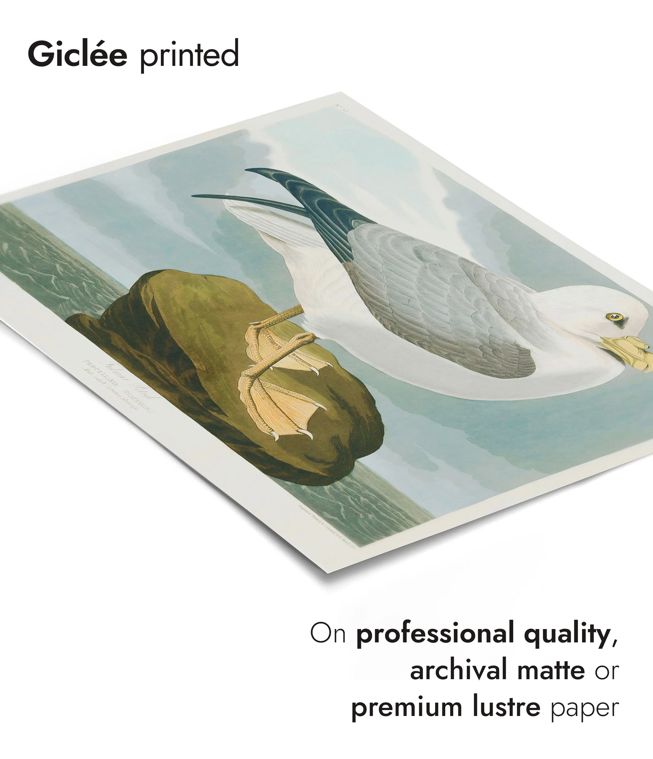Seagull - Image 6