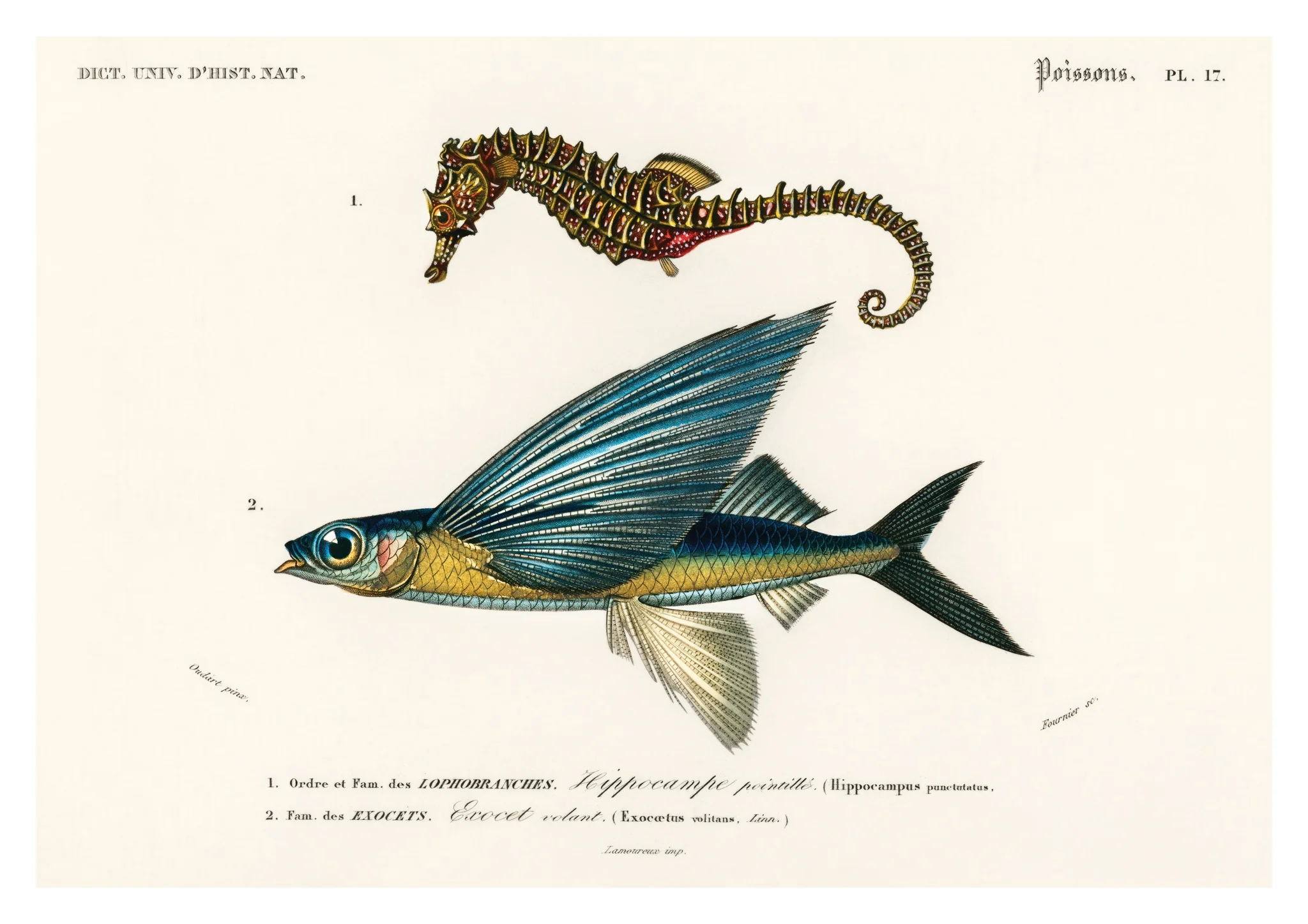Seahorse & Flying Fish