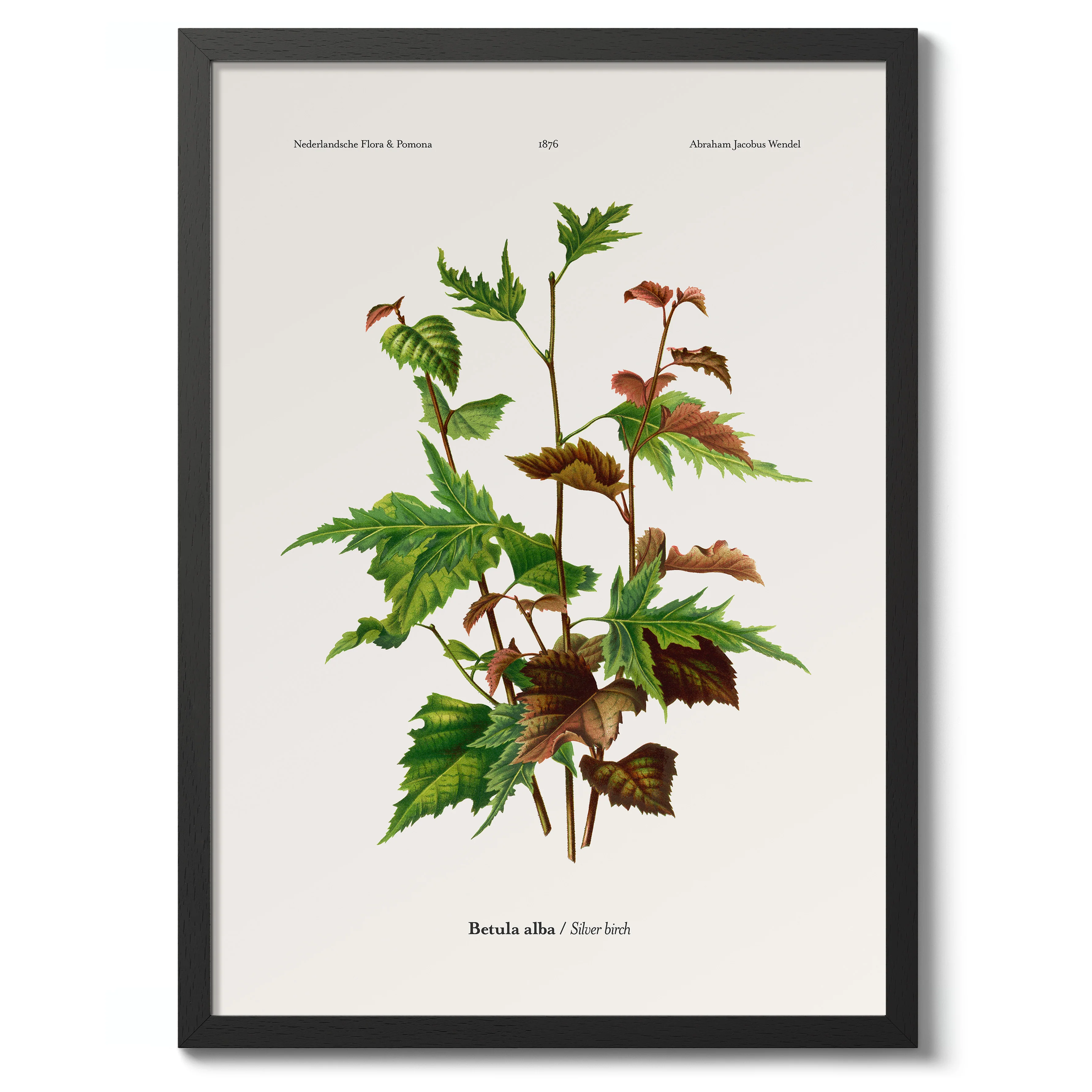 Silver Birch - Image 2