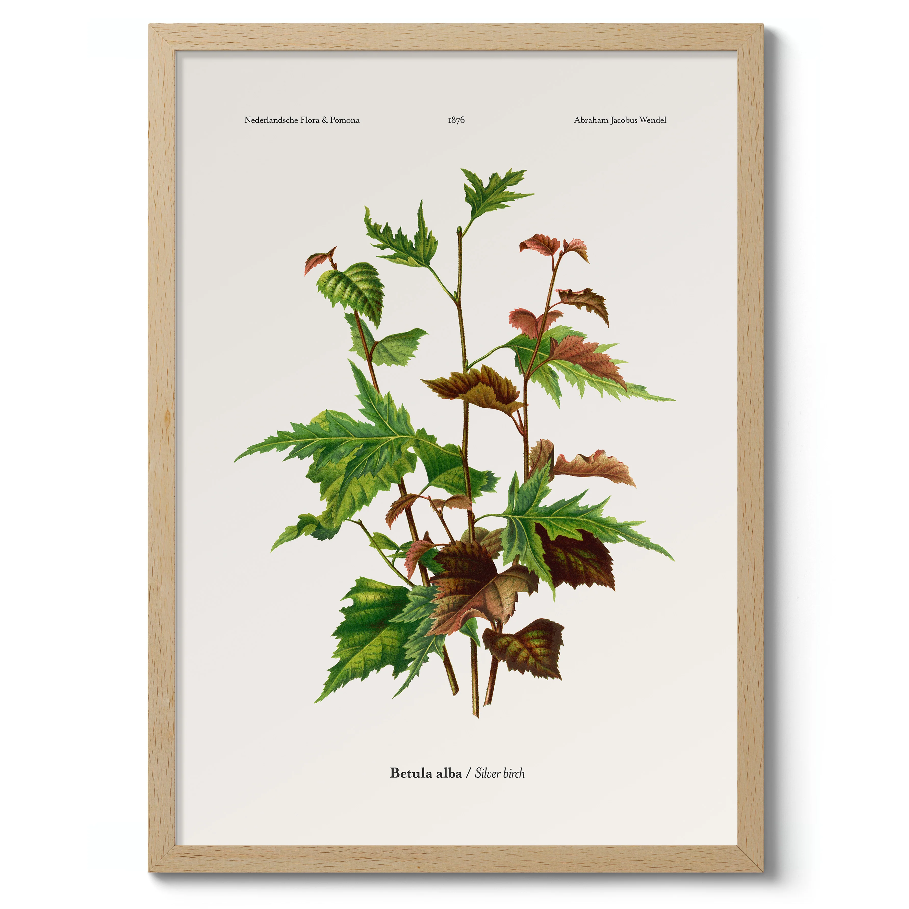 Silver Birch - Image 3