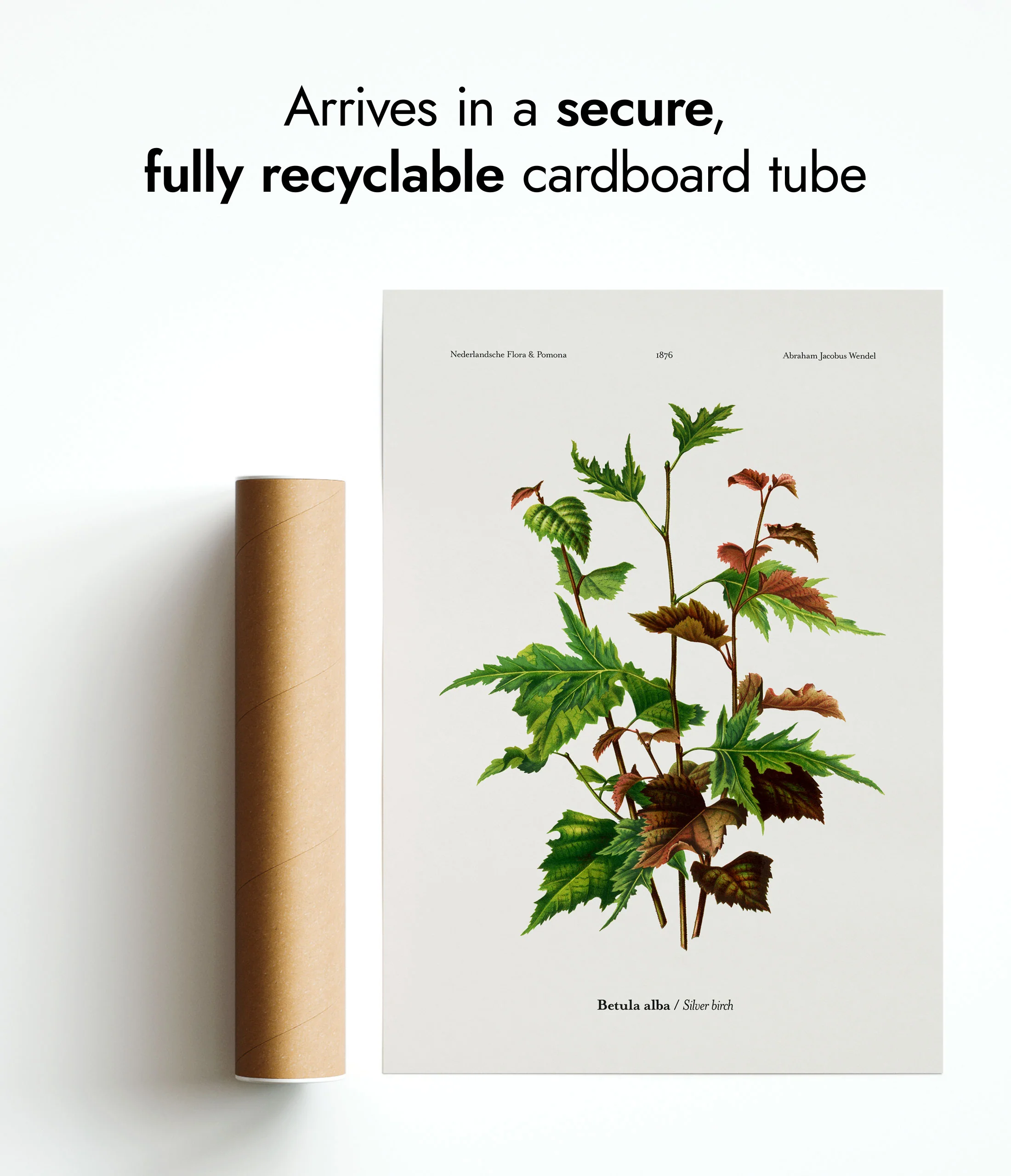 Silver Birch - Image 9