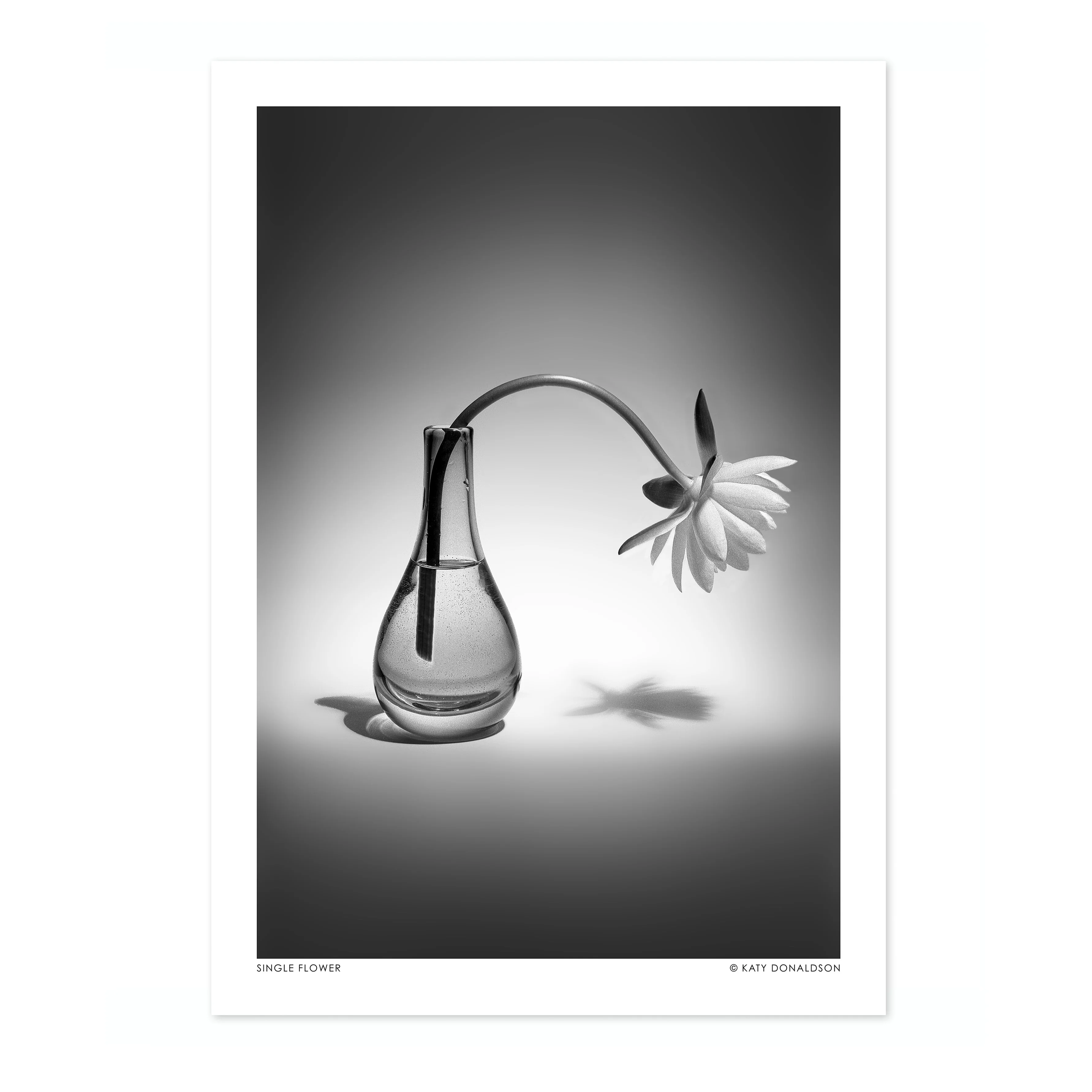 Single Flower - Image 4