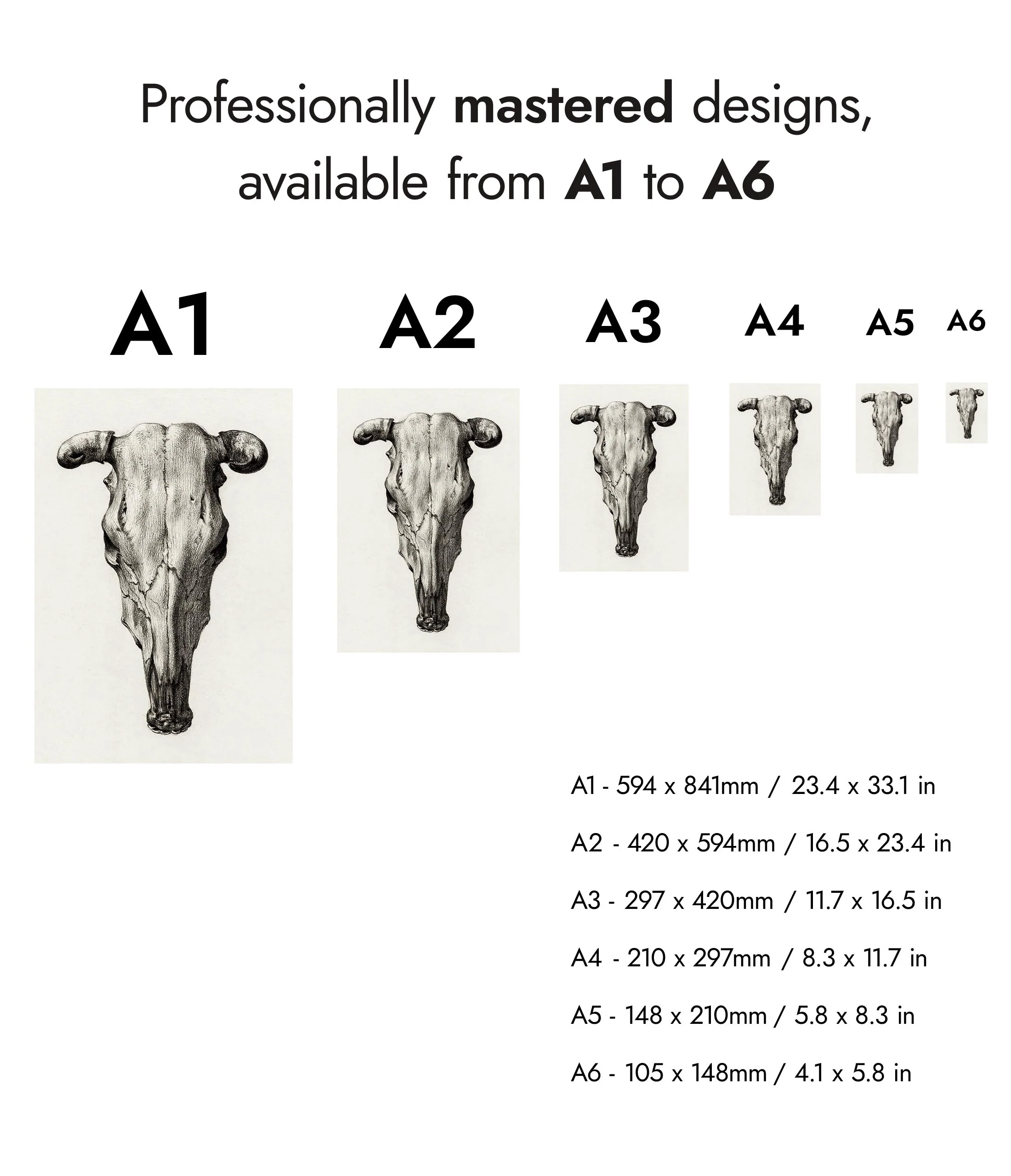 Skull of a Cow - Image 8