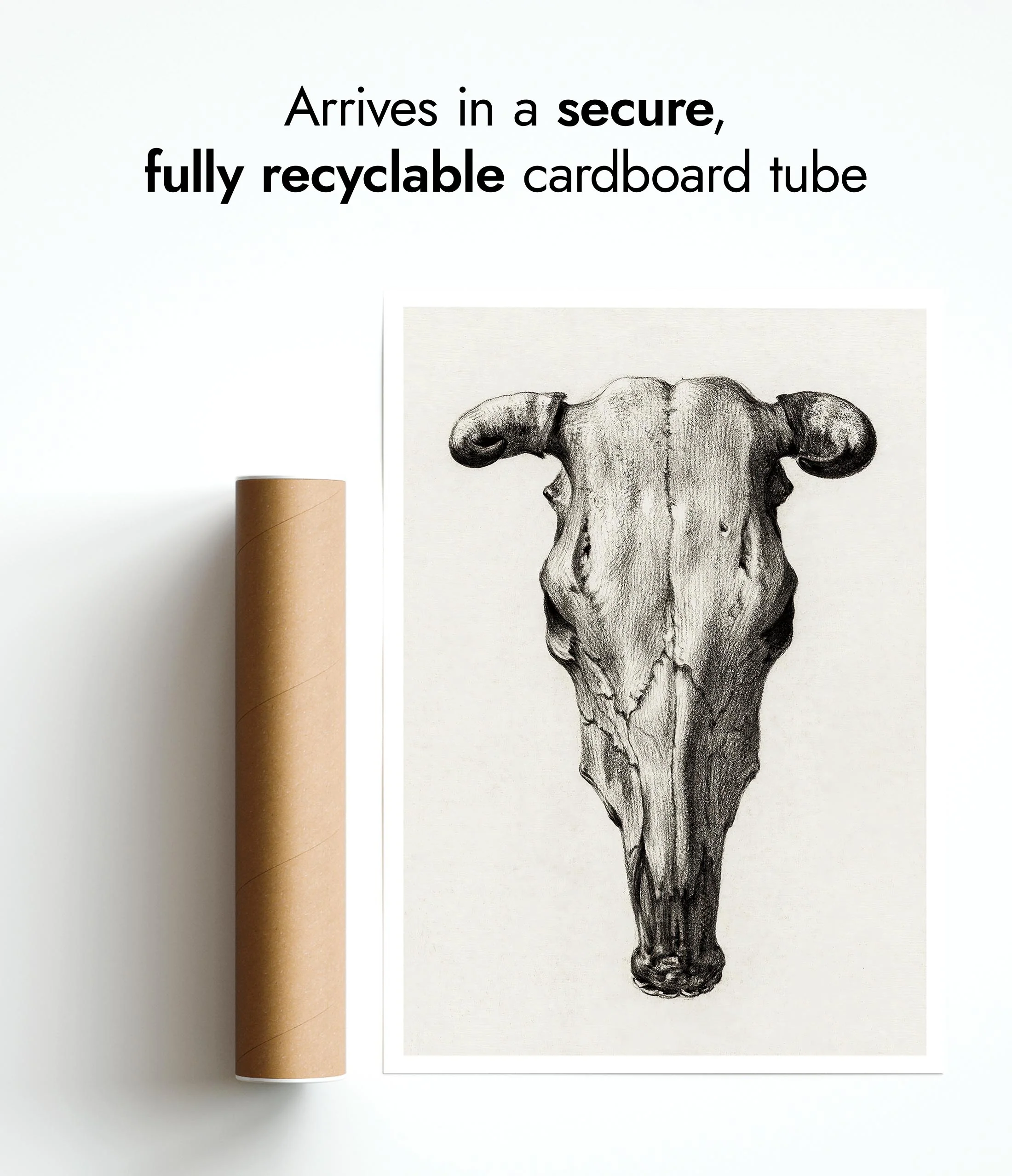 Skull of a Cow - Image 9