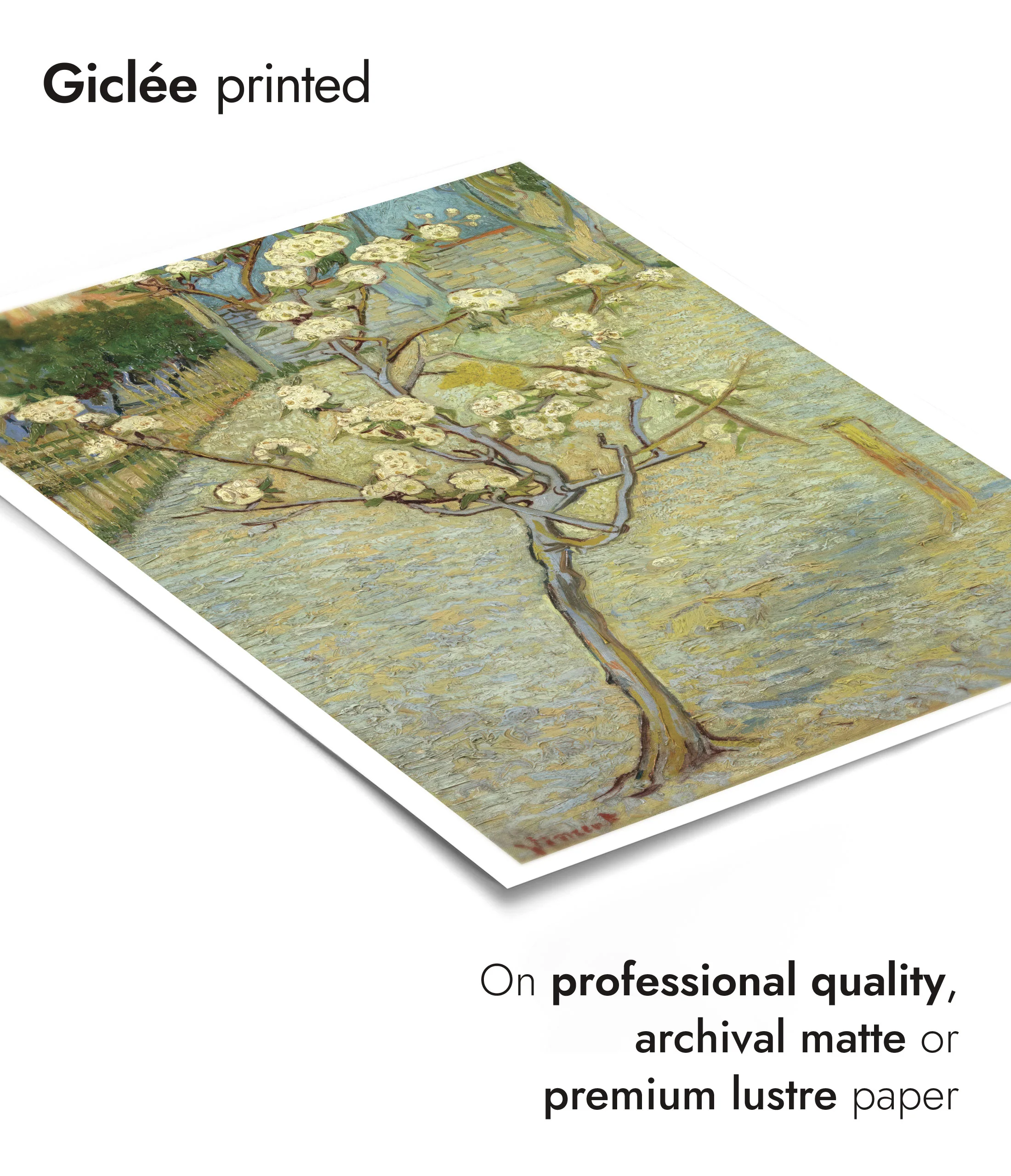 Small Pear Tree in Blossom - Image 6