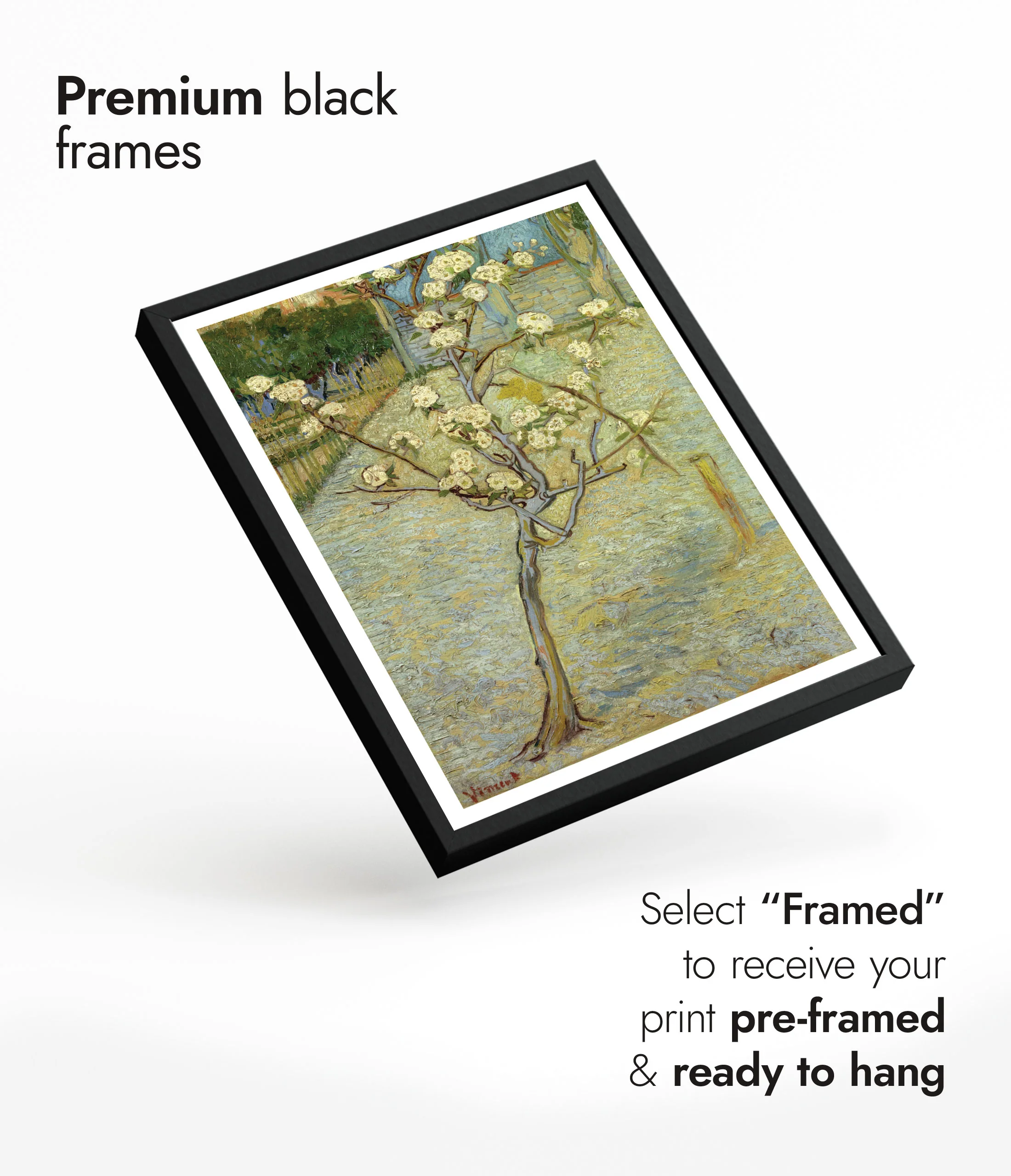 Small Pear Tree in Blossom - Image 7