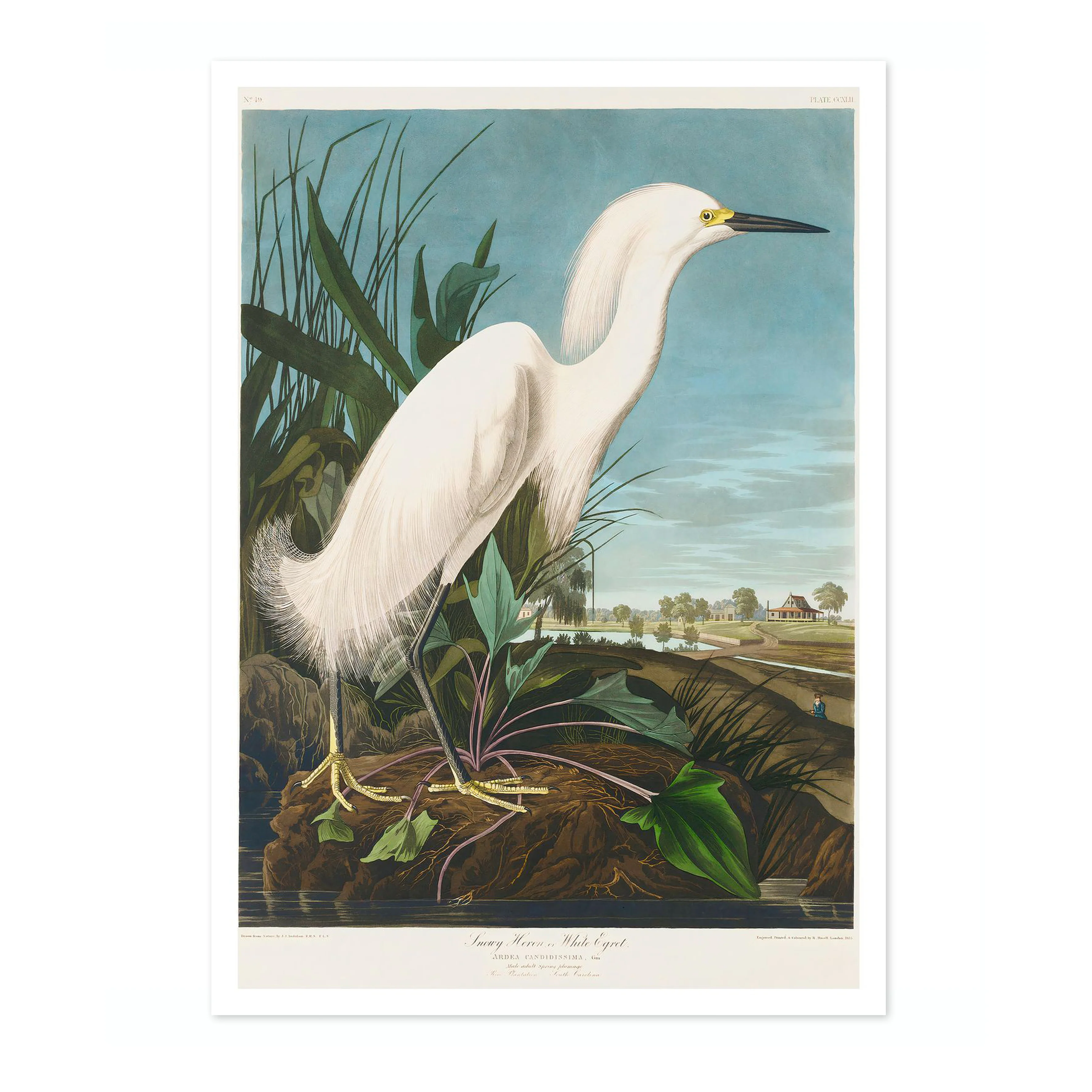 Snowy Heron - Image 4