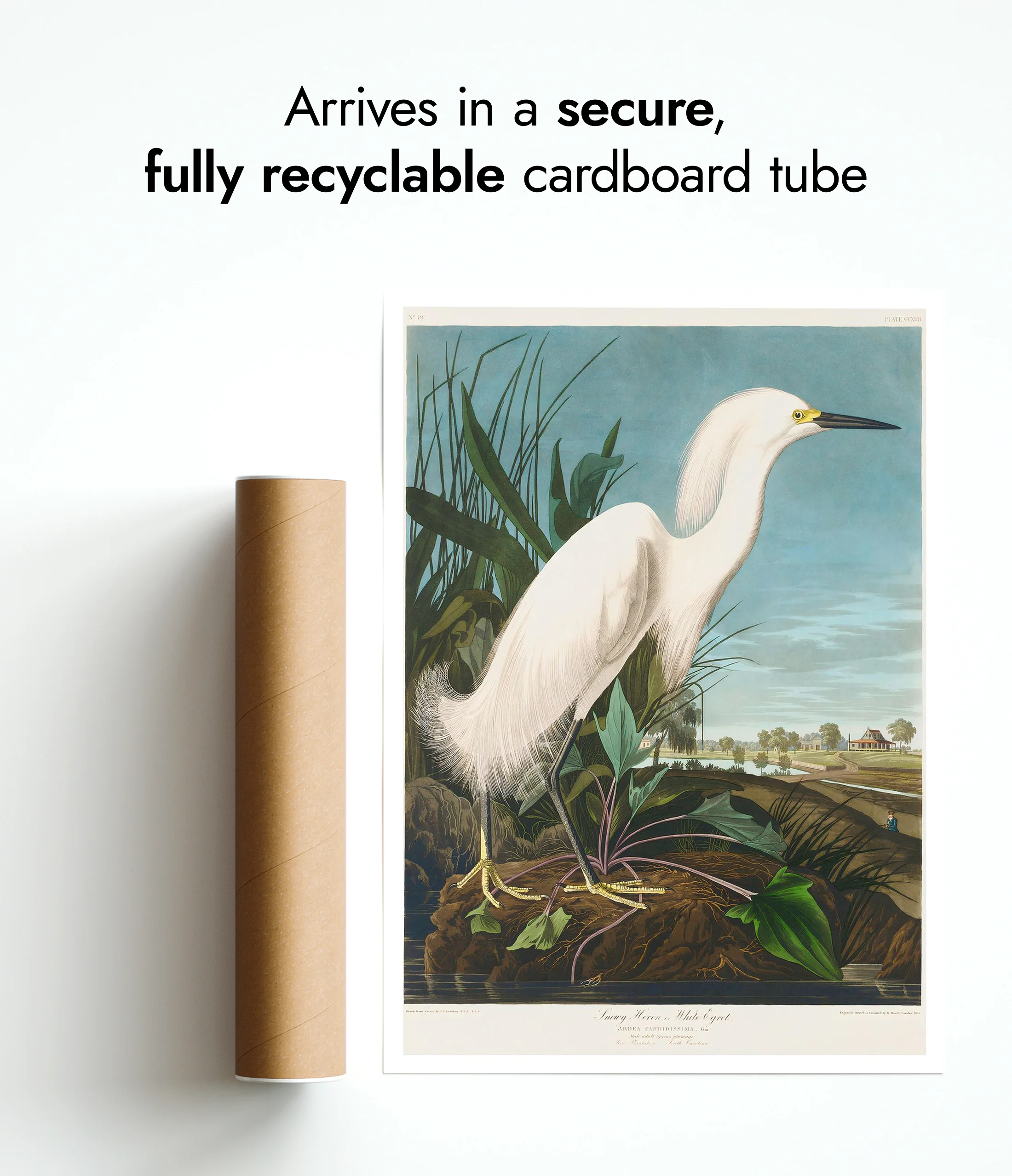 Snowy Heron - Image 9