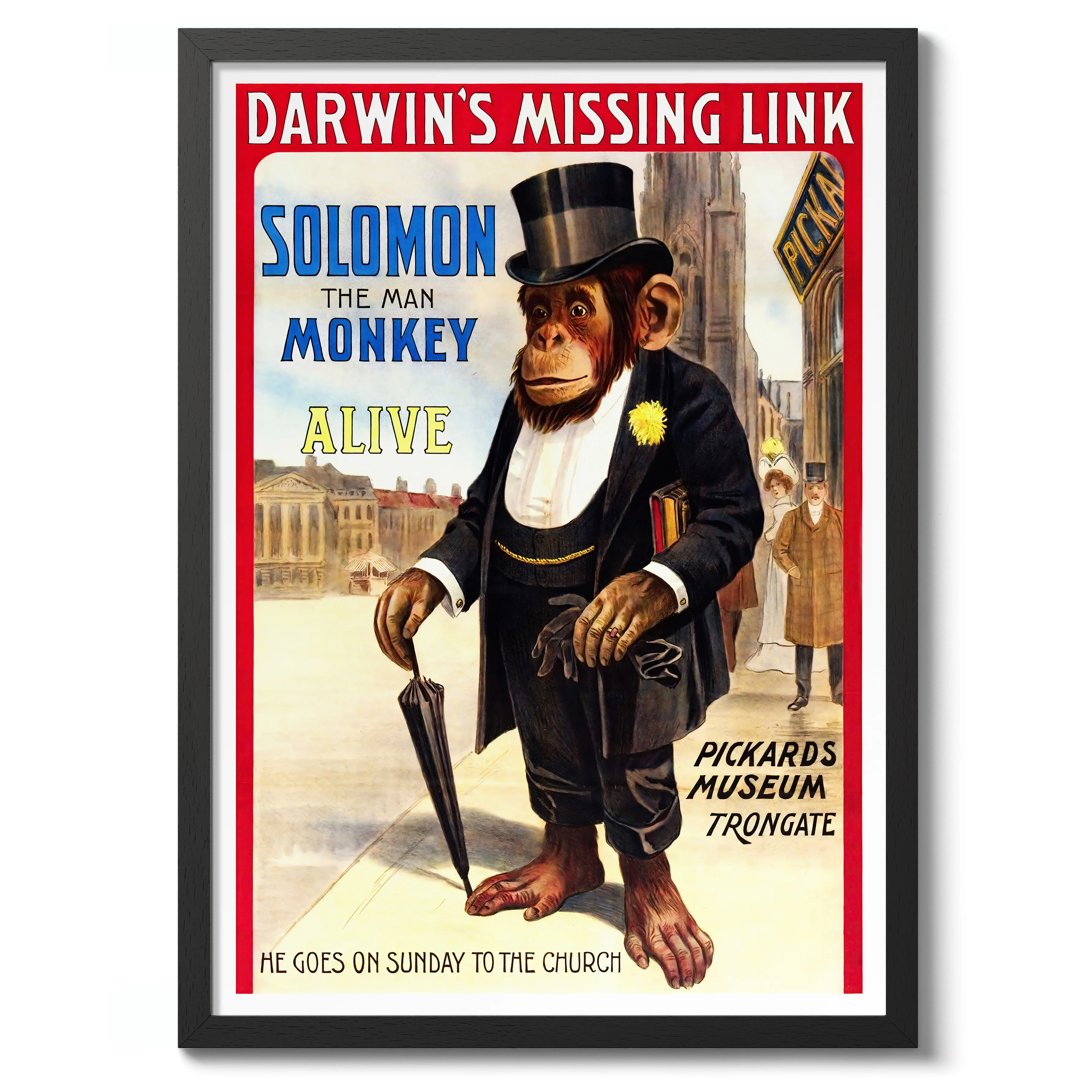Solomon the Monkey - Image 2