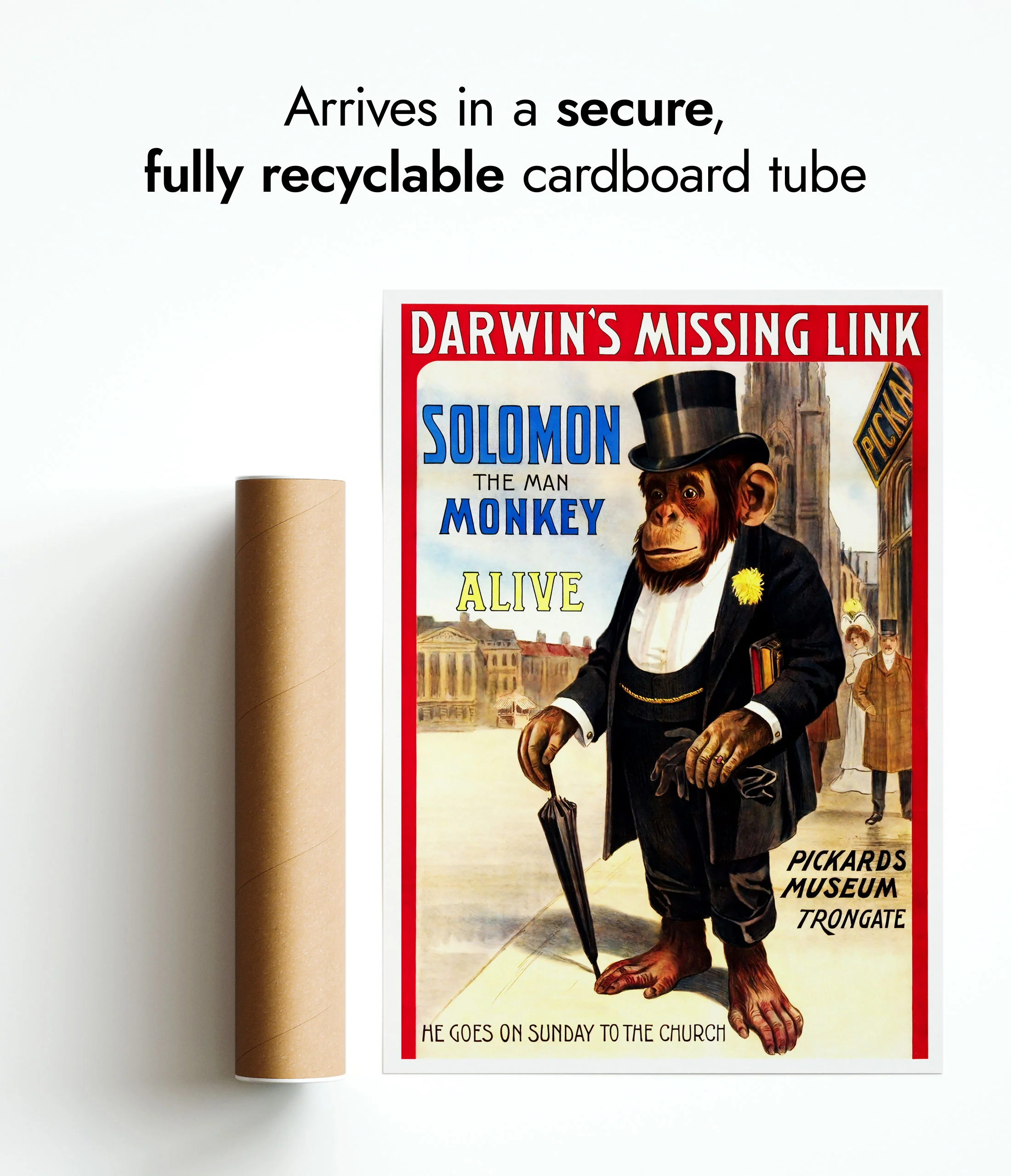Solomon the Monkey - Image 9